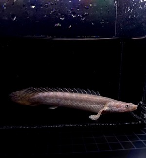 トゥルカナ・ビキールビキール・ワイルドF1❷