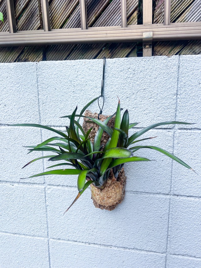 板付け エクメア