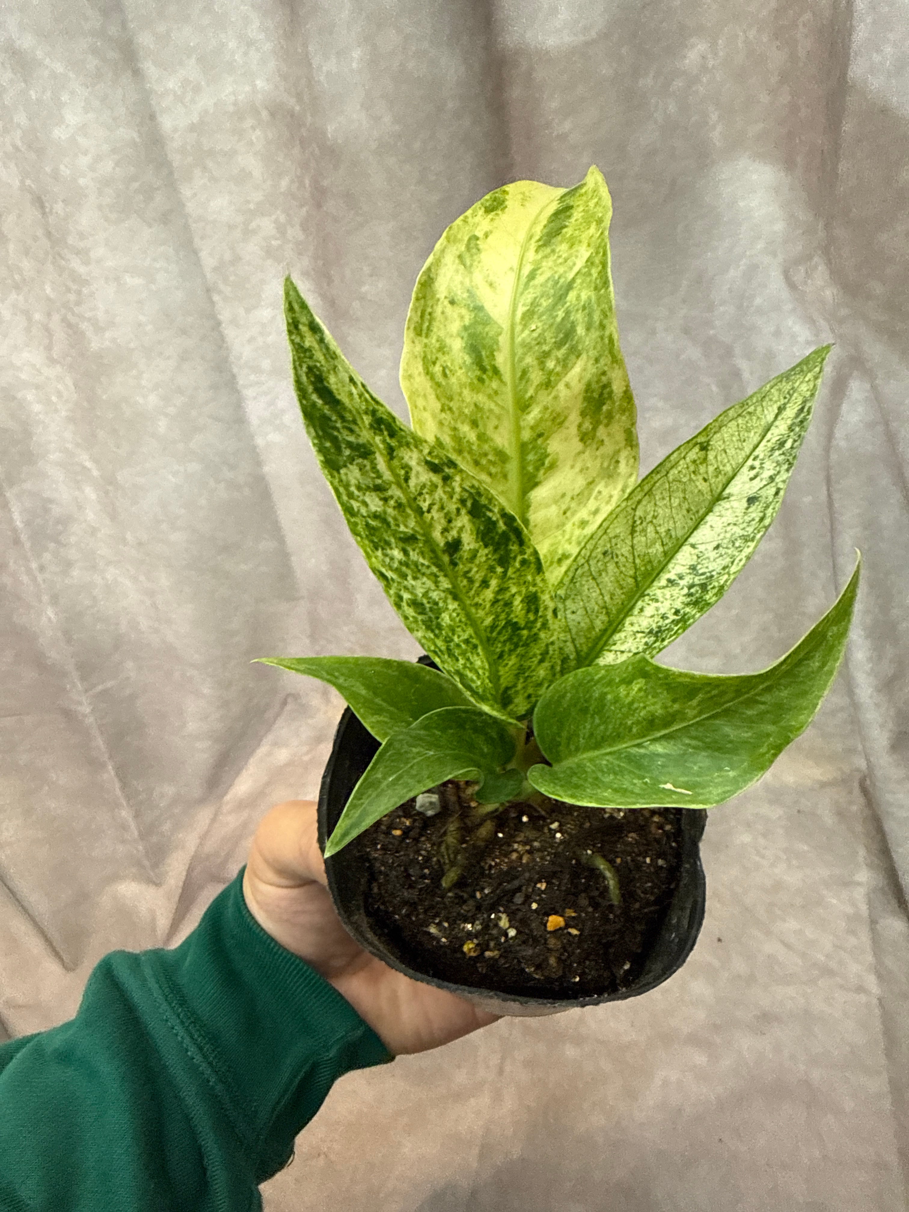 111. Anthurium 'Dark Phoenix High variegata / アンスリウム ダンク