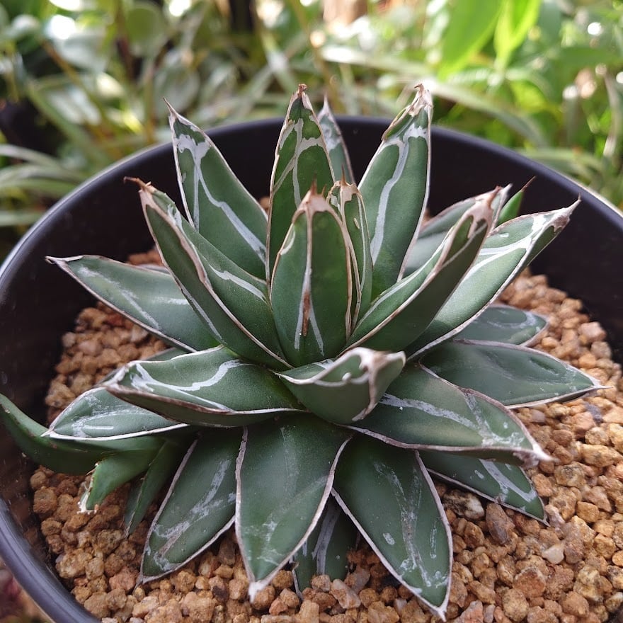 アガベ 笹の雪 4 Agave victoriae reginae 子株3付 | 多肉植物 ...