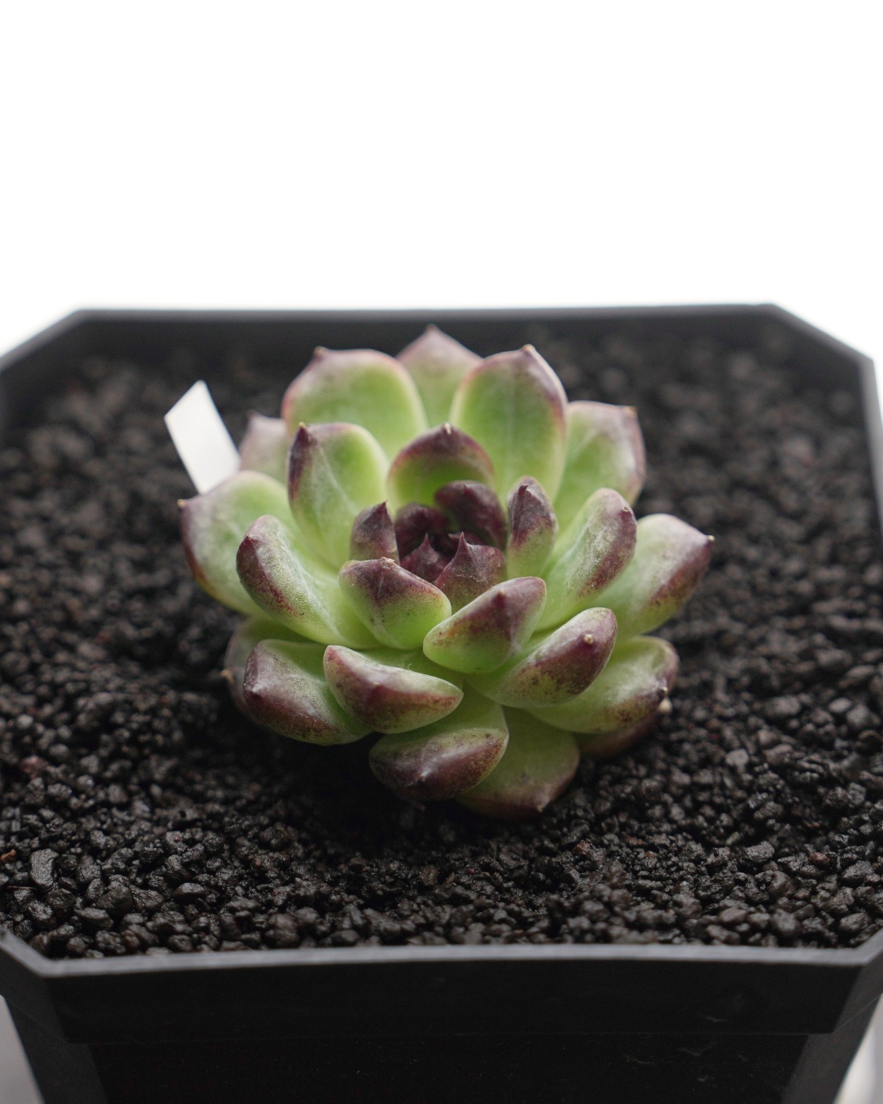 カット苗 ブラックモンロー Echeveria 'Black Monroe'