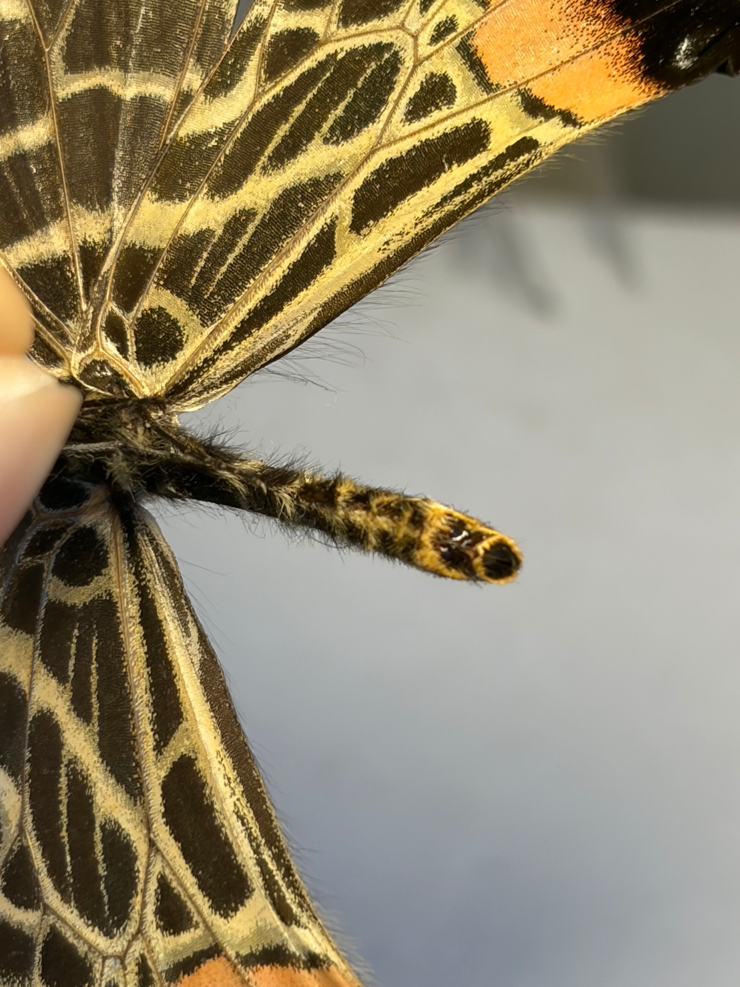 巨大C品】シボリアゲハ モルフォ蝶 蛾ピカソモスモルフォチョウMorpho