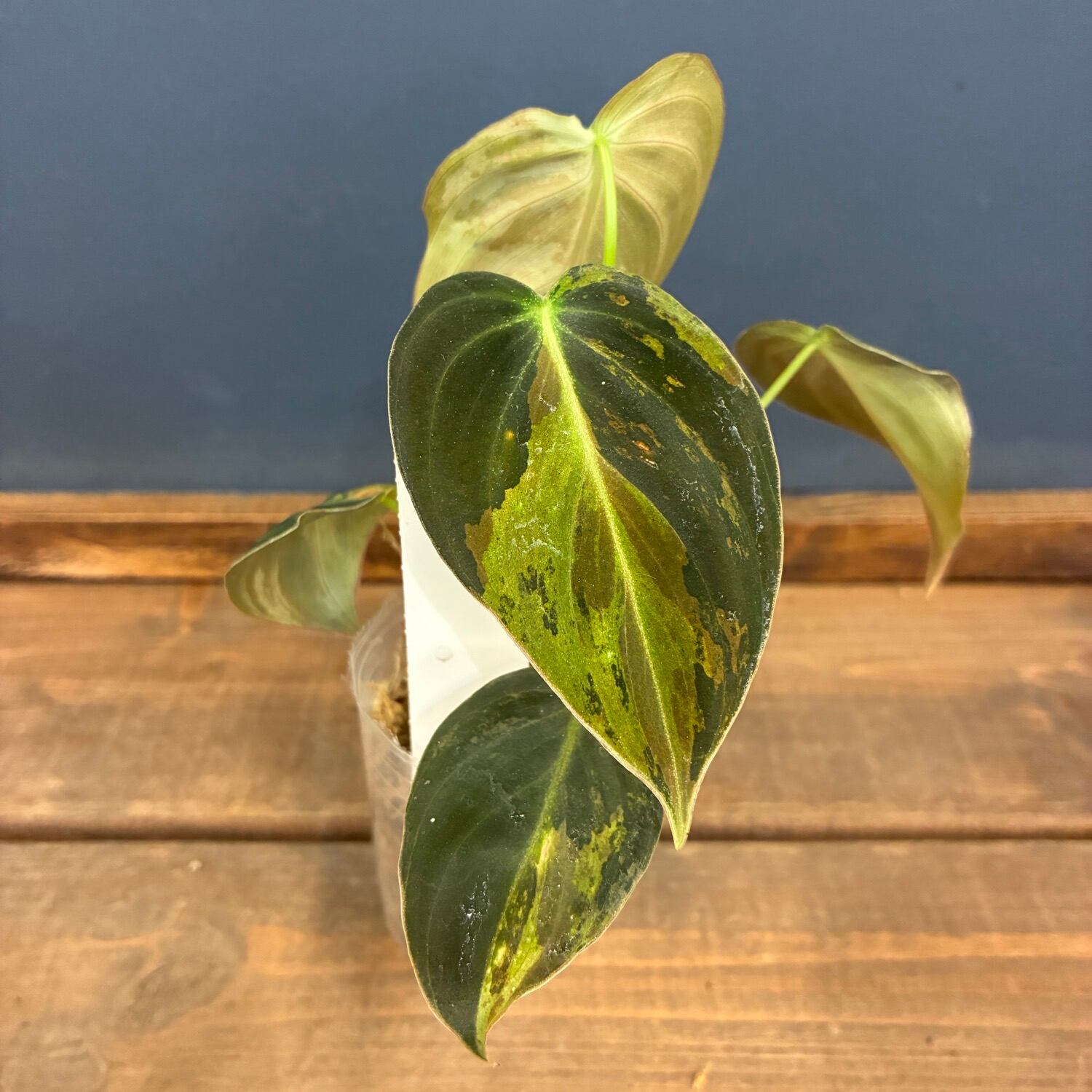 JN】フィロデンドロン メラノクリサム 斑入り【848】 | PROTOLEAF