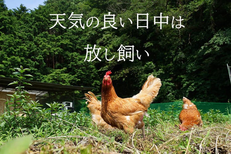 平飼い卵 30個 | 鶏の楽園♪コッコパラダイス