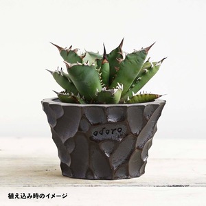 Premium by Odoro Glased Deco-Boco Pot Caudex Black S