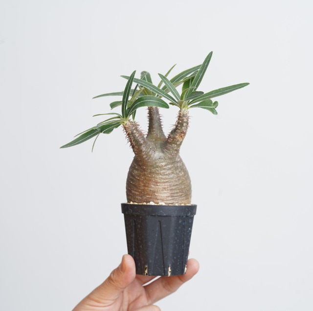 パキポディウム グラキリス no.9〈発根済み〉