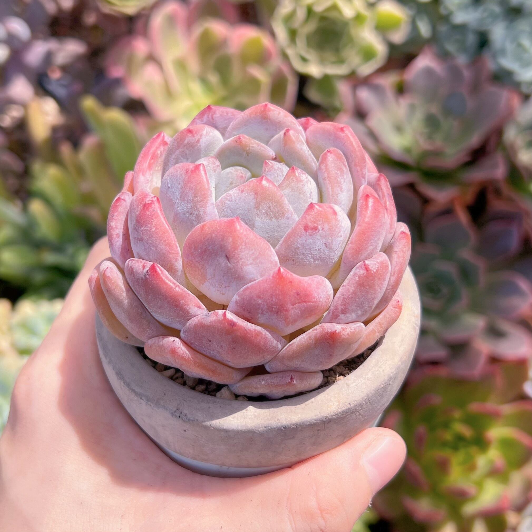 多肉植物 オレンジモンロー 新入荷 るる農園 | るる農園~多肉植物専門