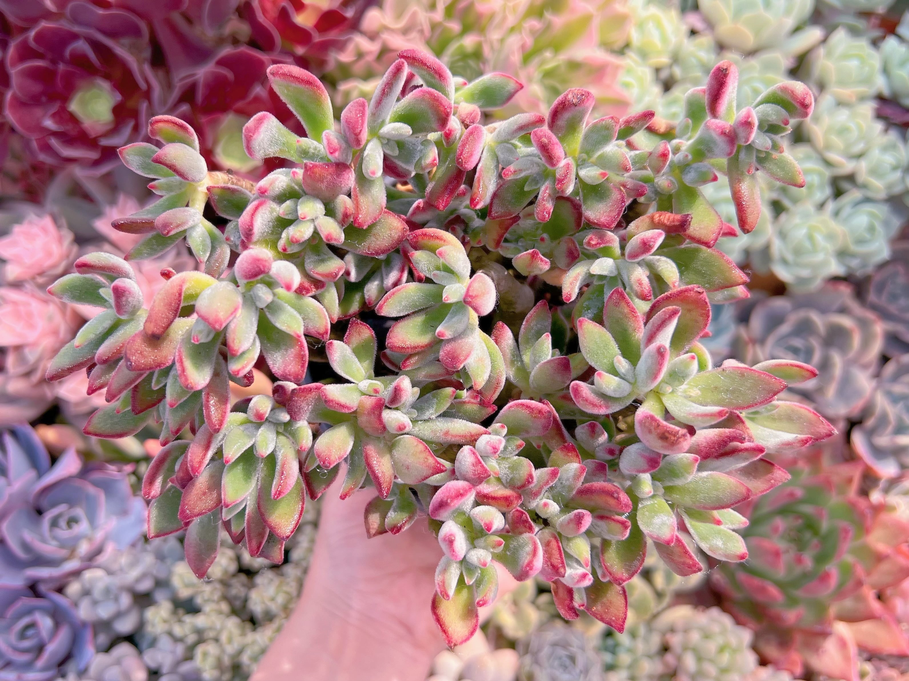 現品　錦晃星#648　大苗　新入荷　るる農園