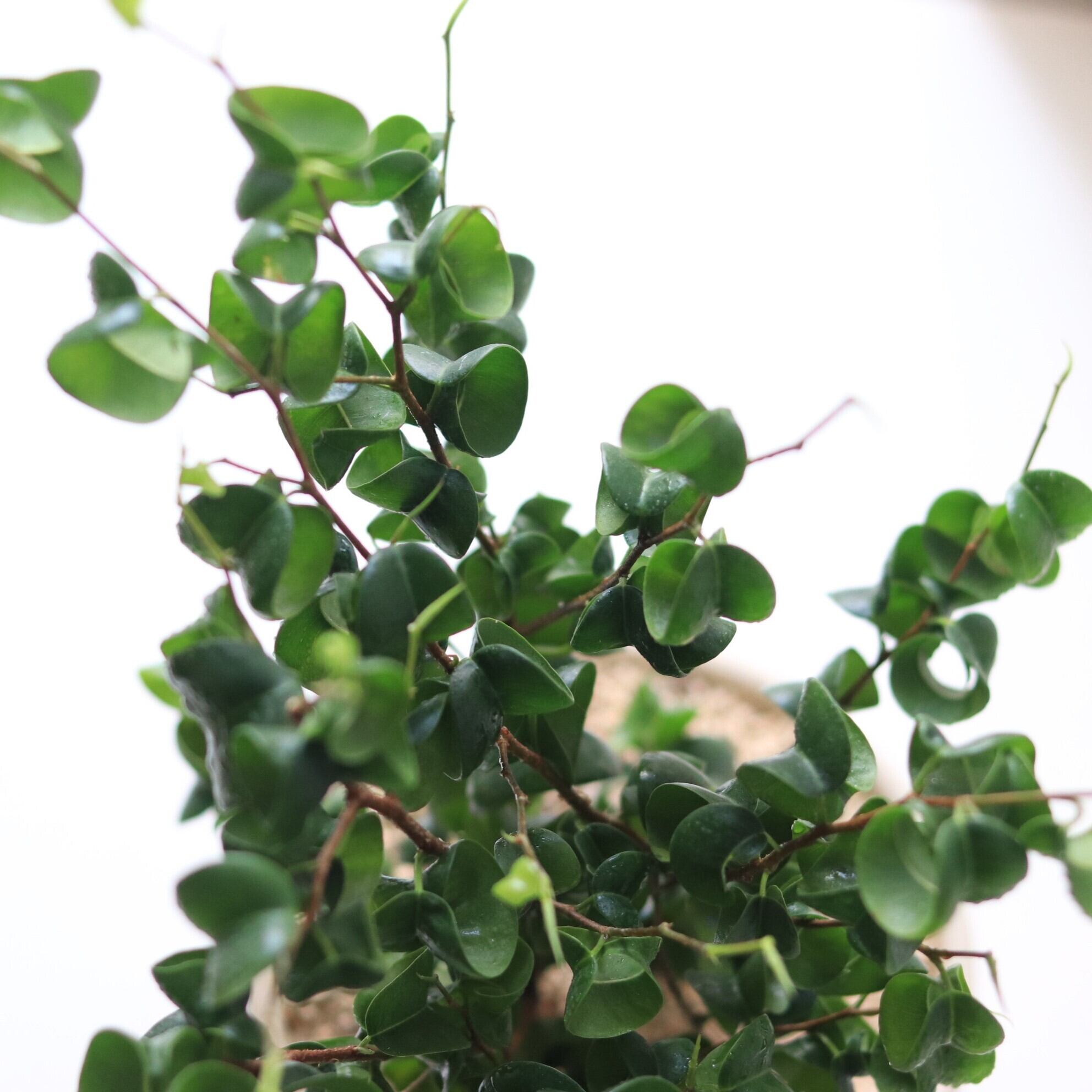 ベンジャミンバロック フィカス ベンジャミン バロック | 観葉植物ならHitoHana（ひとはな）