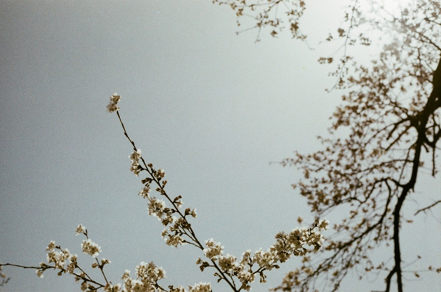 「 アメマチ ノ 珈琲 徒然便り ー2026 春はじまりー」ふた月毎 300g 珈琲マメ お届け(全6回)