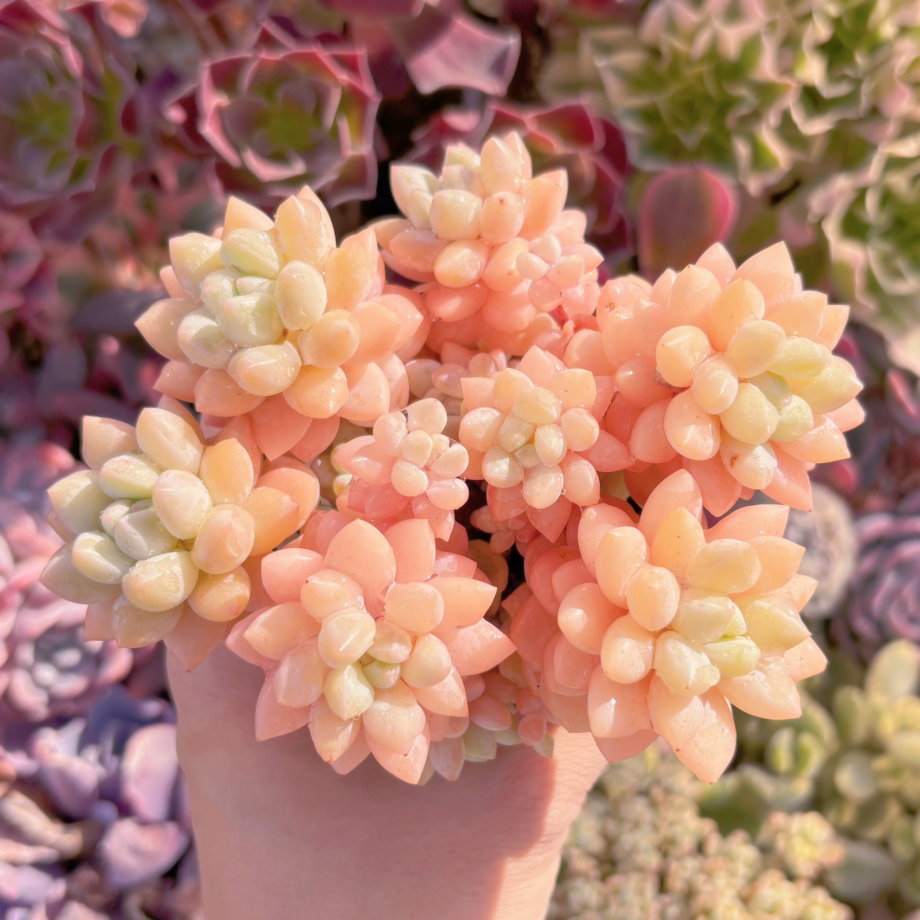 現品　ピンクパールsp#262　るる農園