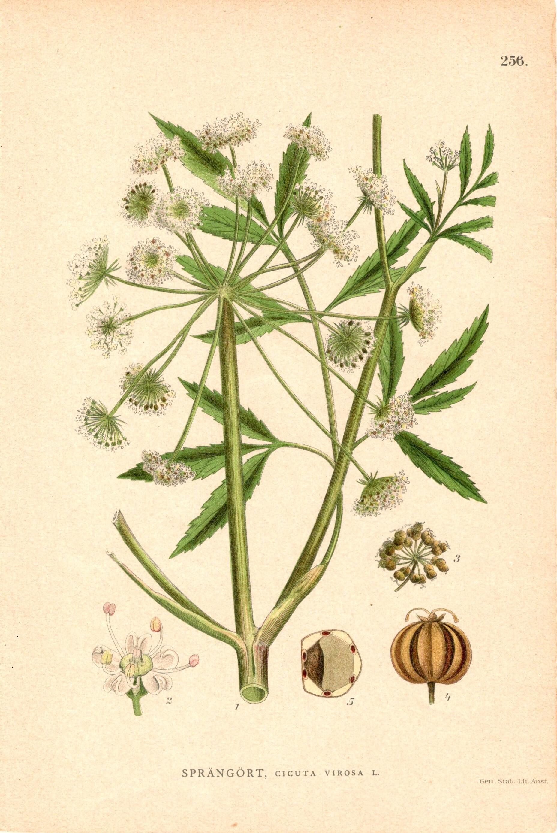 スウェーデン 北欧の植物図鑑 Sprängört Cicuta virosa ドクゼリ 版画