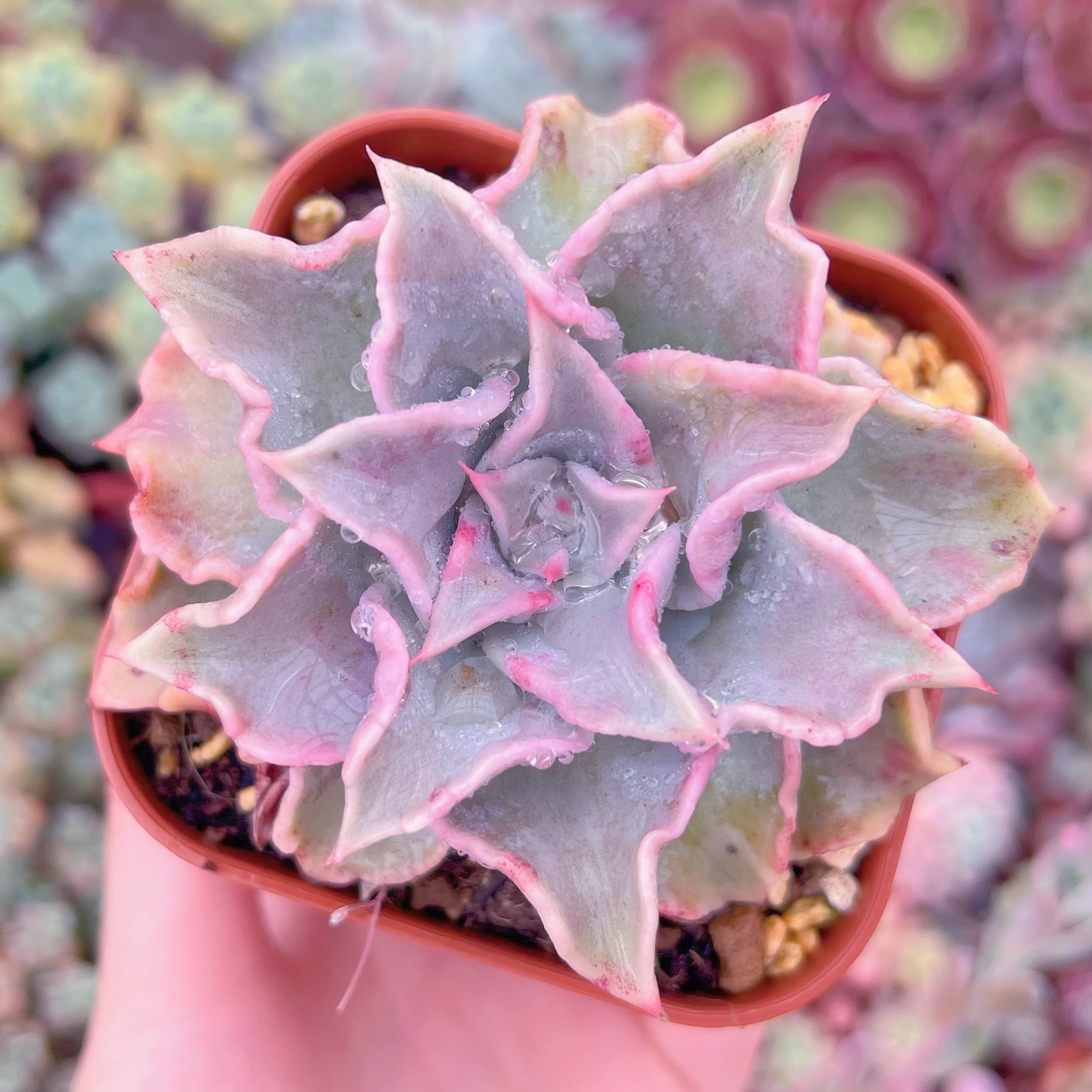 現品　コブマディバ#F004　るる農園