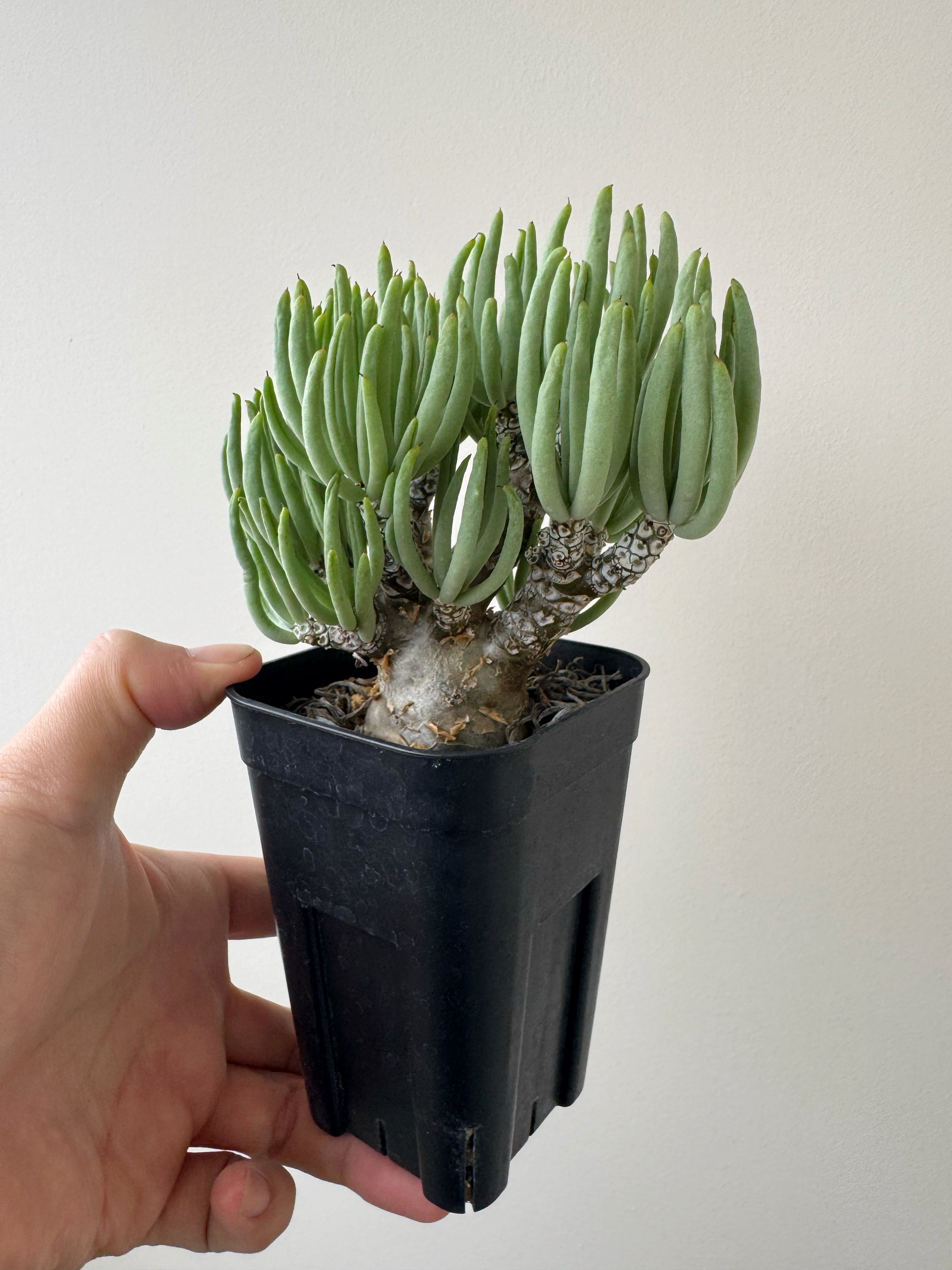 【極上品】Tylecodon pearsonii 【長年作り込まれた冬型塊根】チレコドン ペアルソニー 白象