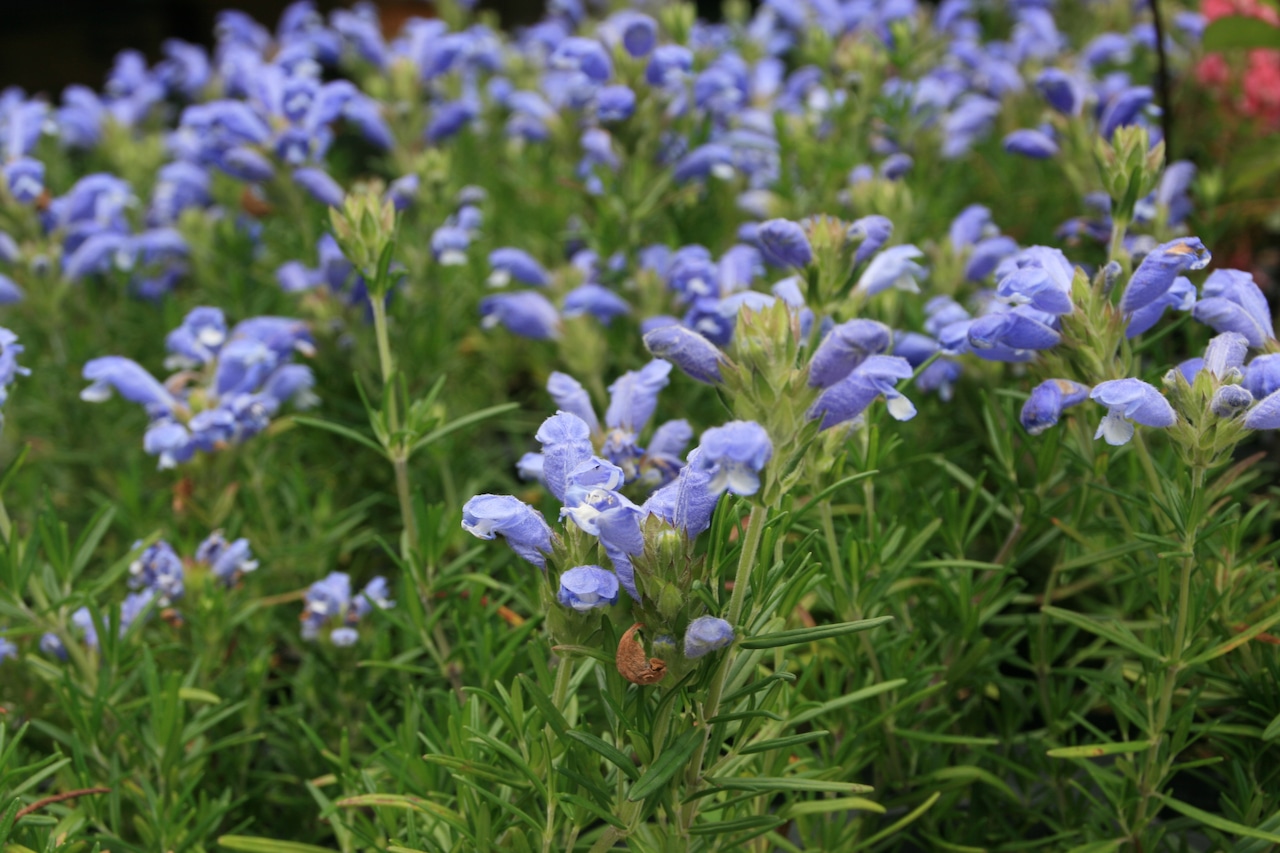 ムシャリンドウ（武者竜胆）７，５ｃｍ〜９ｃｍポット【山野草】の画像03