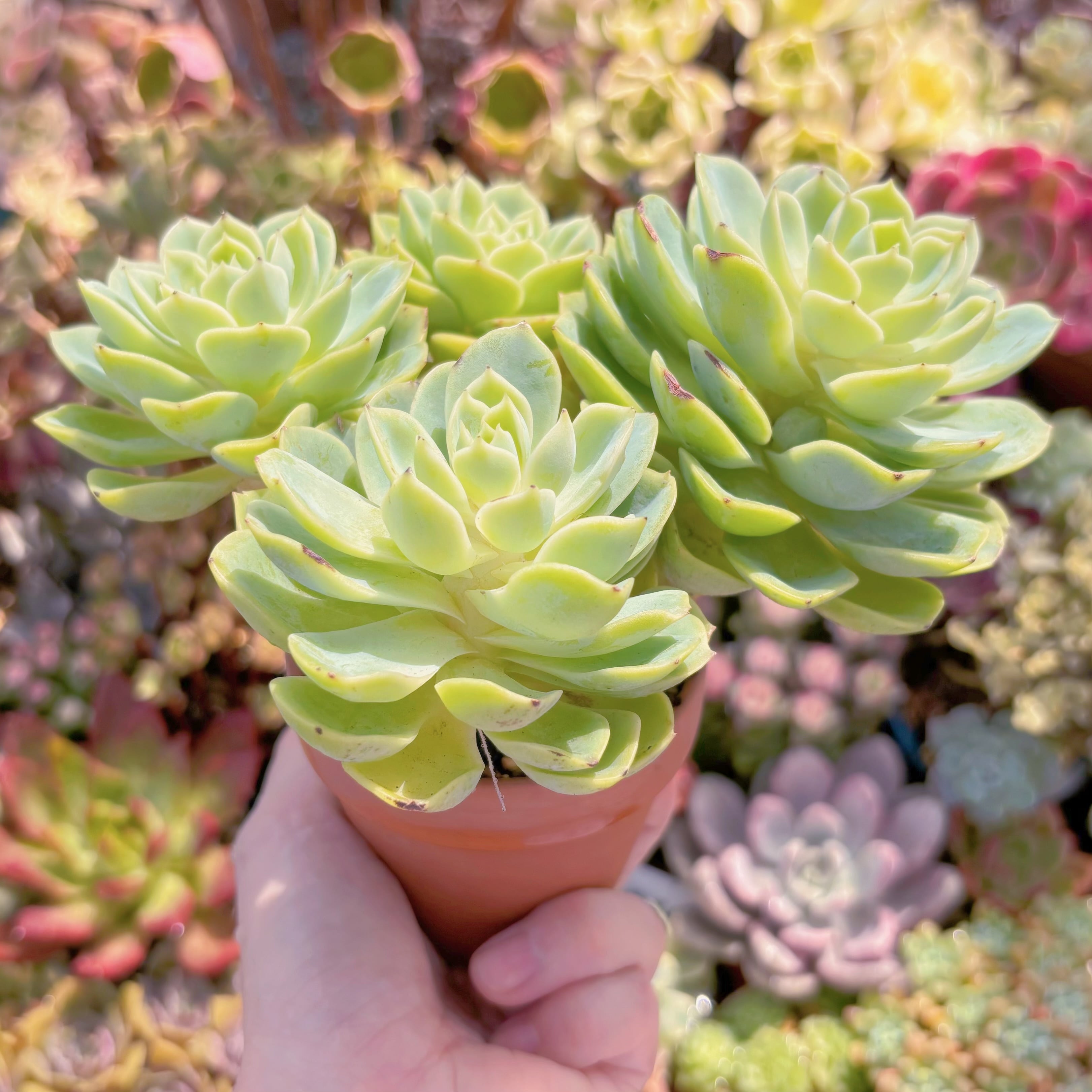 Top【選抜株】多肉植物　362294メロン クリーム　48個　鉢無し/脱土 多肉植物 メロン(4〜6頭) 大群生 新入荷 るる農園 | るる農園~多肉植物専門