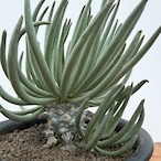 Tyrecodon cacalioides 【チレコドン・カカリオイデス・鐘鬼】