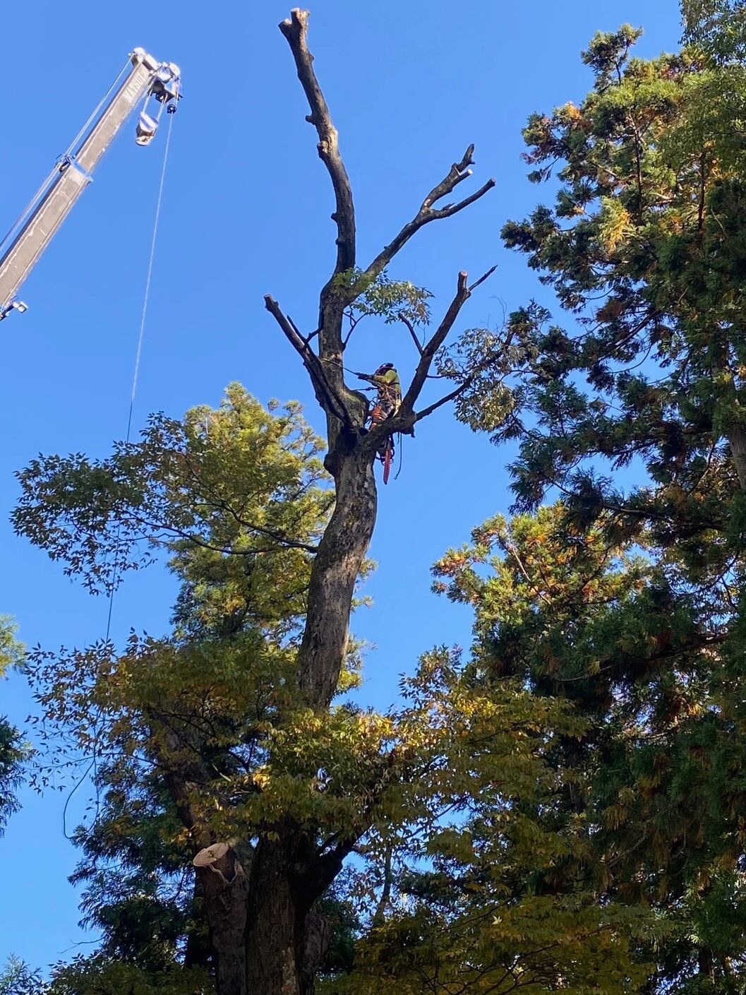 雷神欅（けやき）-5606】ペンシル | 匠衆・朱椿粋