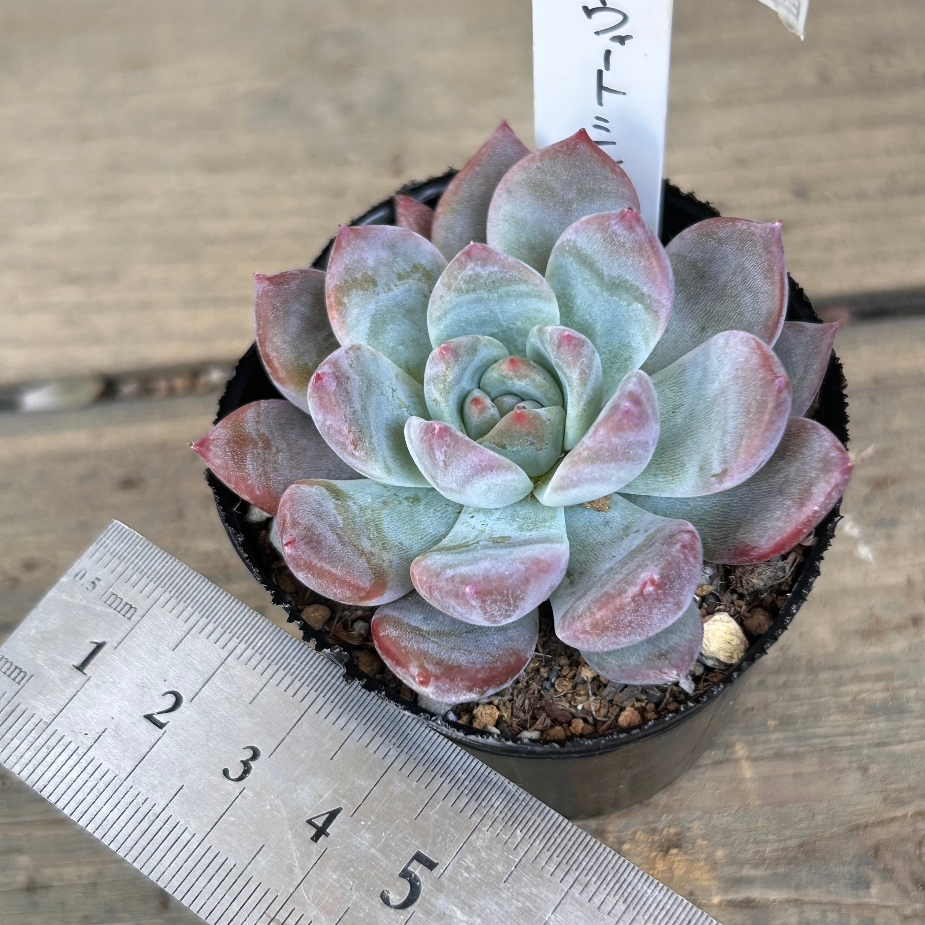 スウィートミント | RuPo 多肉植物専門店