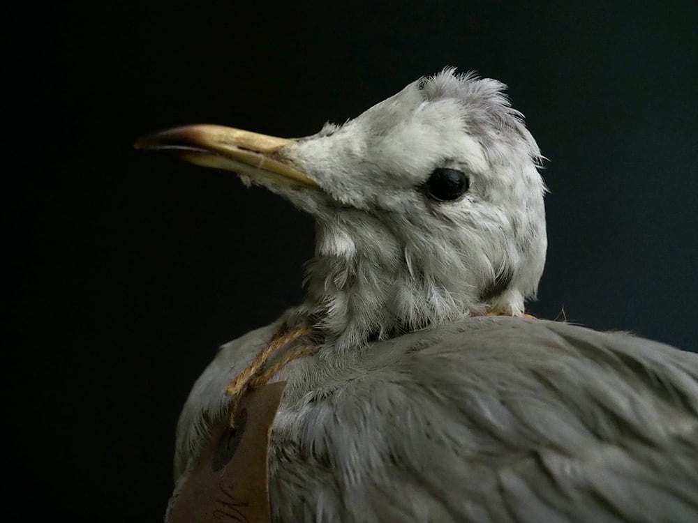 鳥の剥製 Mouette Ⅰ | antique Salon
