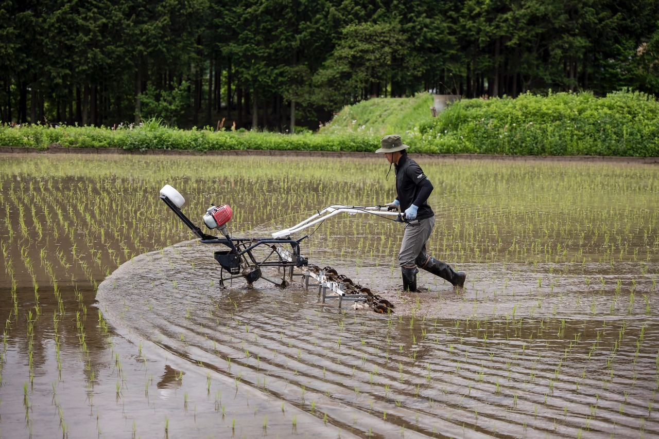 【R7年産新米】茅野農園 農薬化学肥料不使用 コシヒカリ『天雫の瑞穂』玄米 4kg(2kg×2袋入)