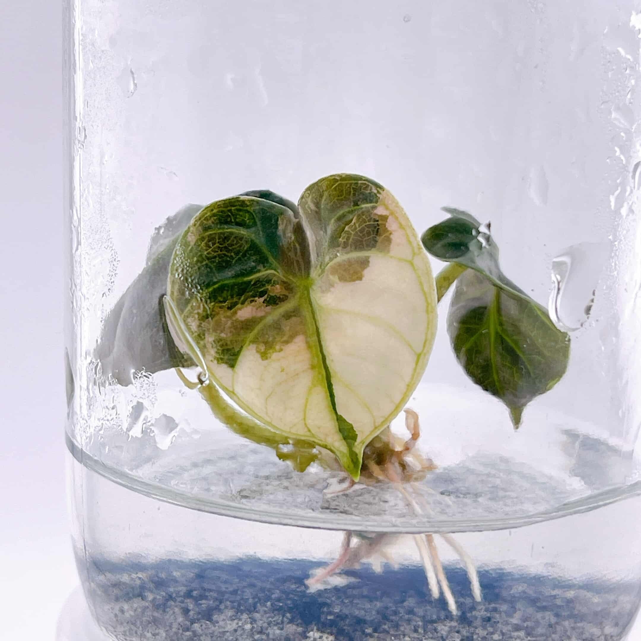 予約販売】Alocasia 'Heart Balloon' Pink Albo｜アロカシア ハート