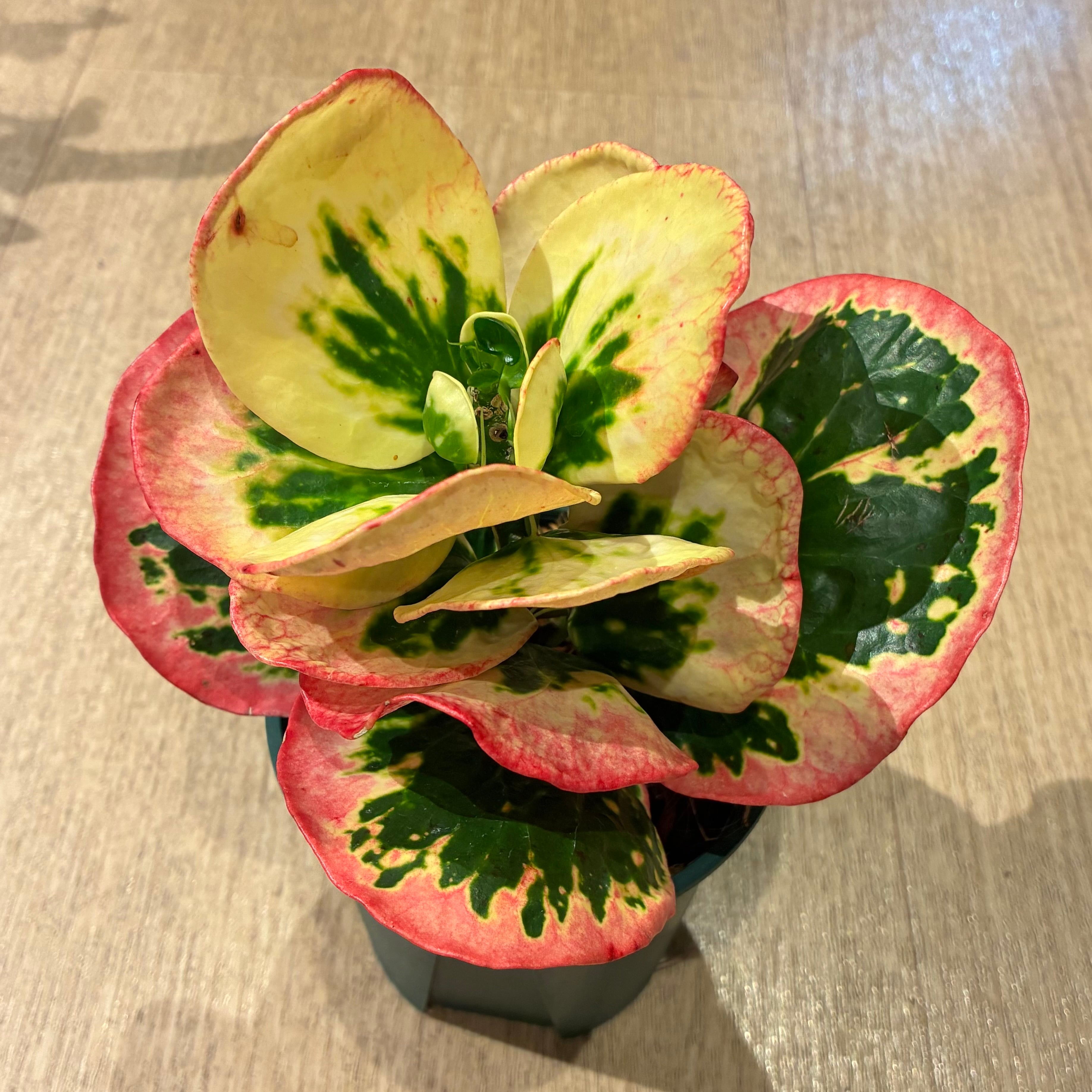 Croton Pra thum ma クロトン プラ・トゥンマ