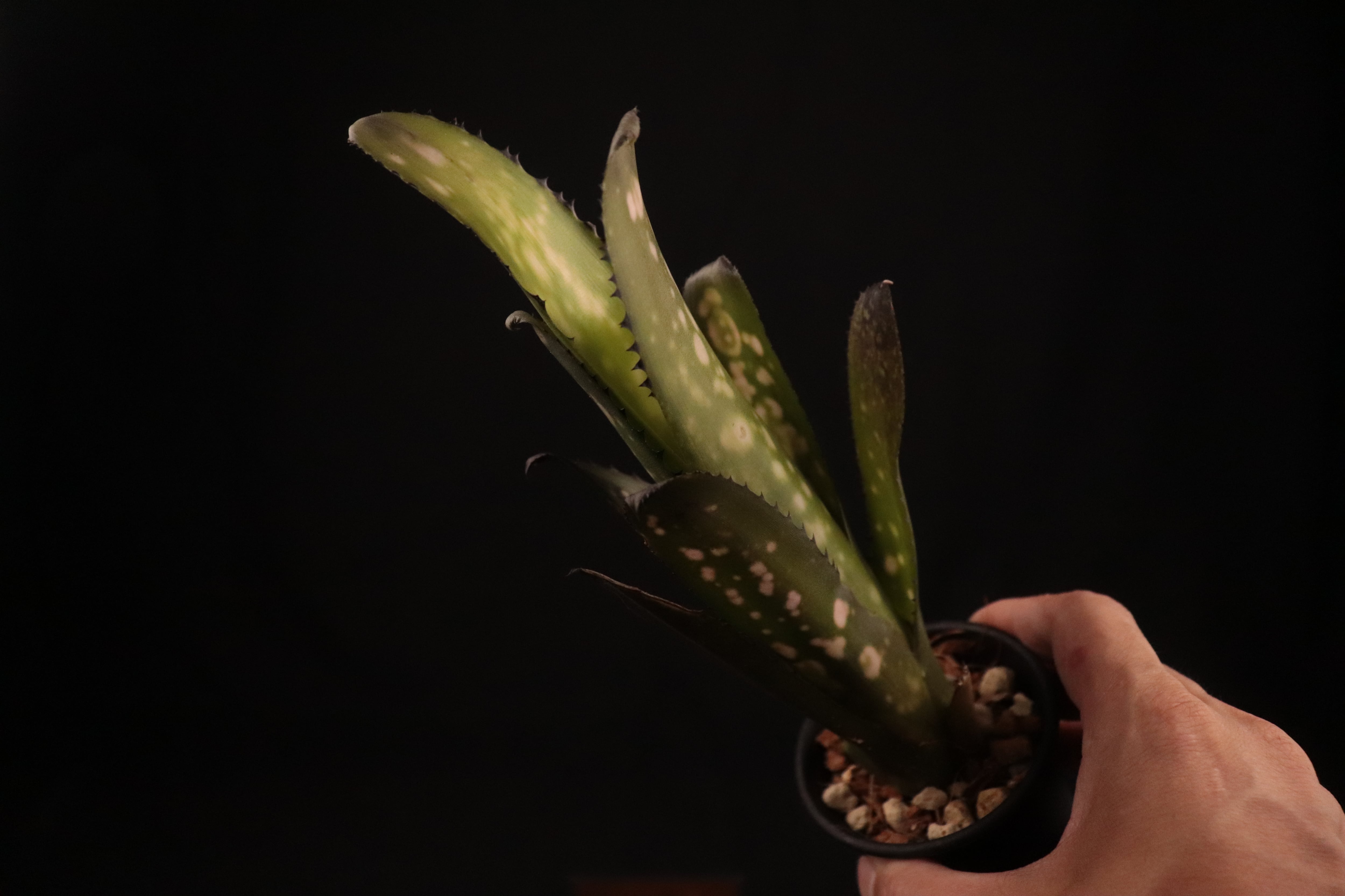 reserved】Billbergia 'Kolan Shark Bite'〔ビルベルギア〕現品発送