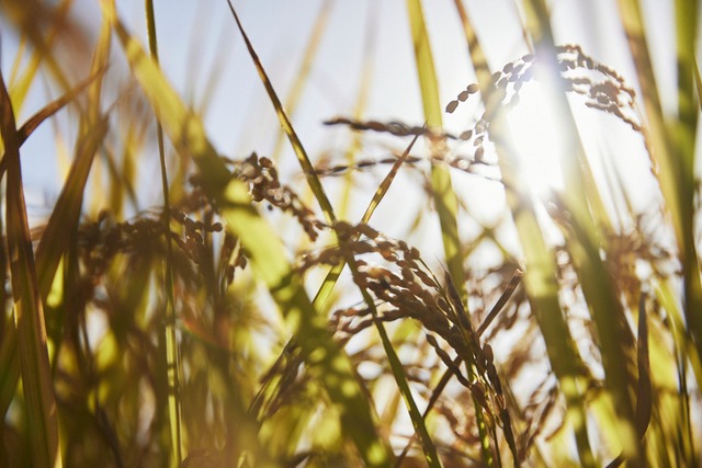 新米!奈良米 白米10kg|冷めても美味しい!奈良のヒノヒカリ 2025年 令和7年産