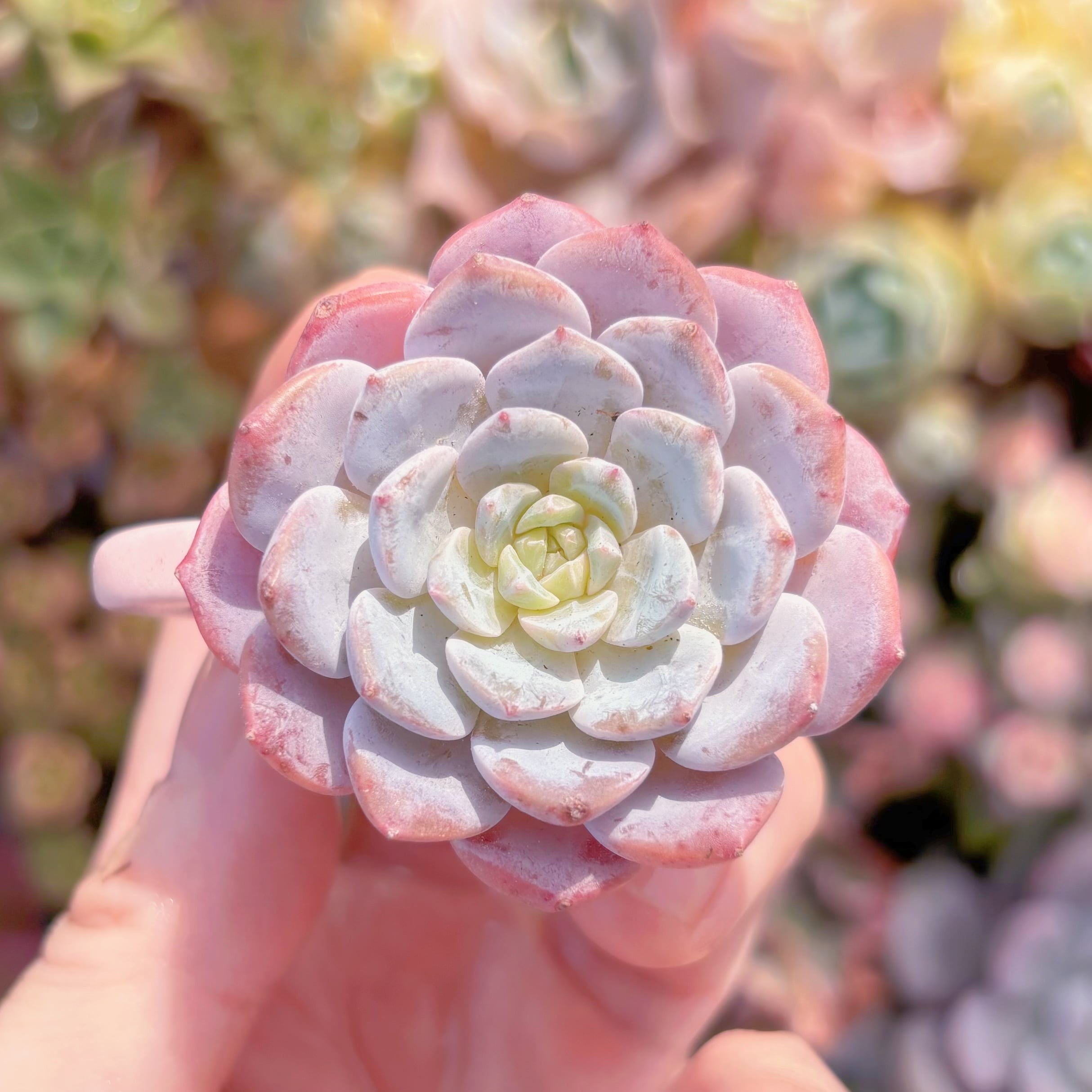 多肉植物　アズールレーン　新入荷　るる農園