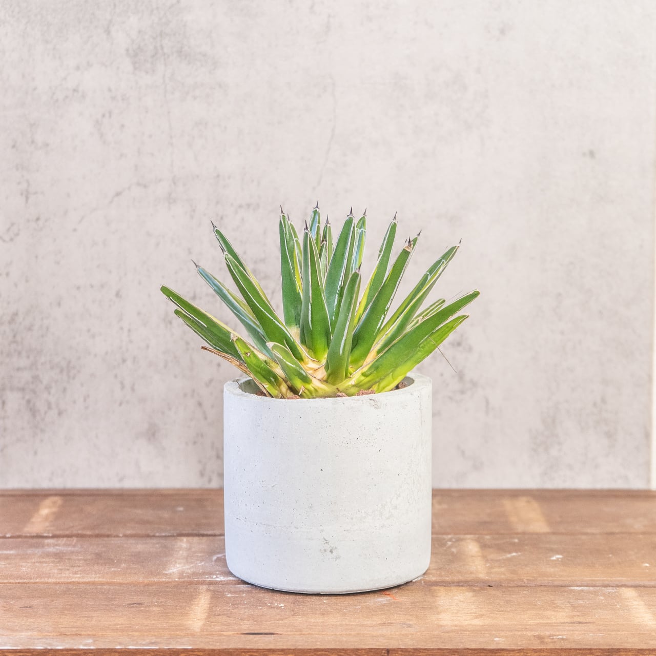 アガベ・笹の雪・黄覆輪|端正なロゼットに黄金ラインが輝く多肉植物【手作りモルタル鉢】