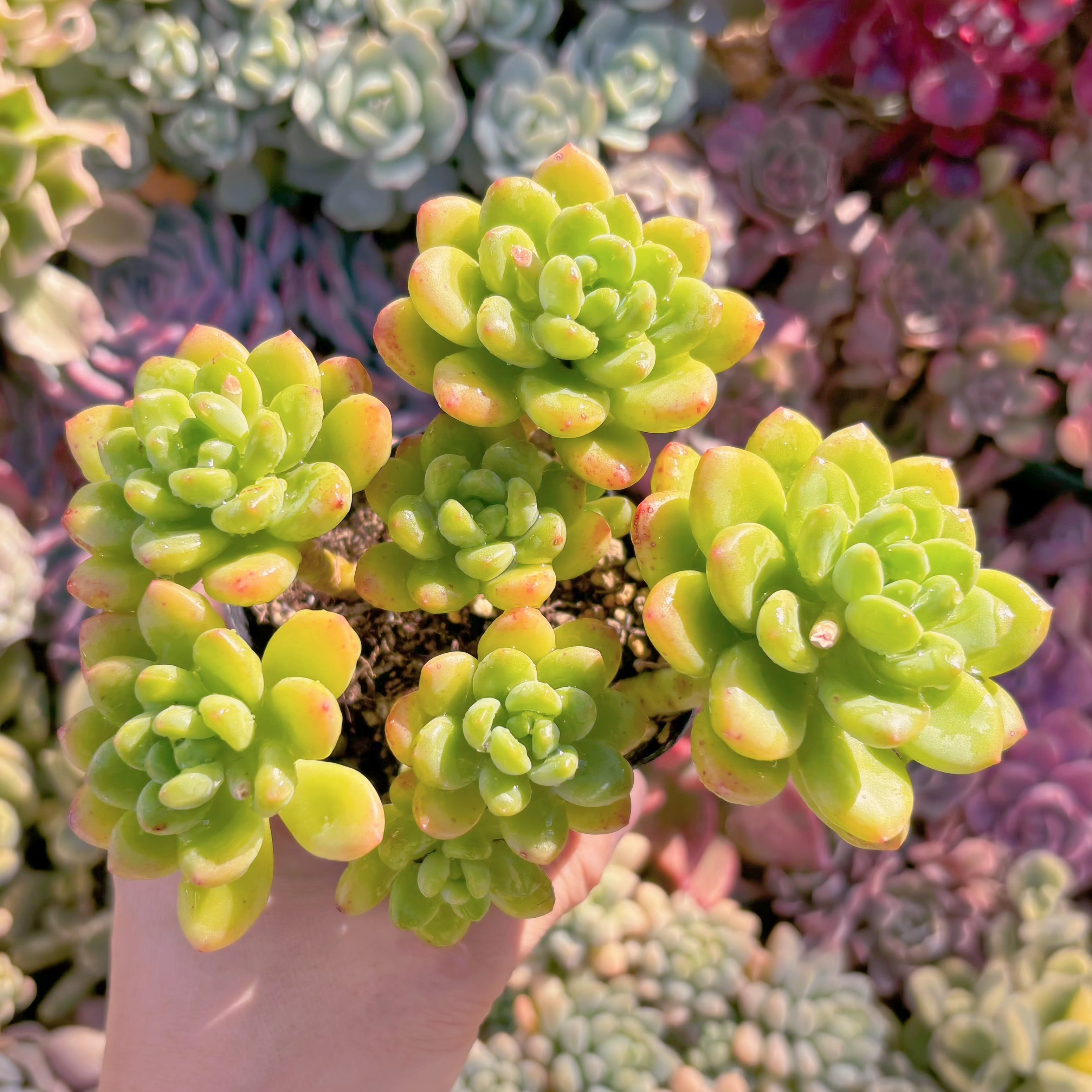 現品　シャングリラ#2017　るる農園