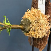 ヒドノフィツム fornicarum【549】