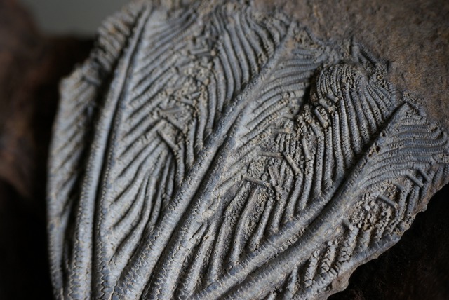 ウミユリ化石 Crinoid Fossil 2