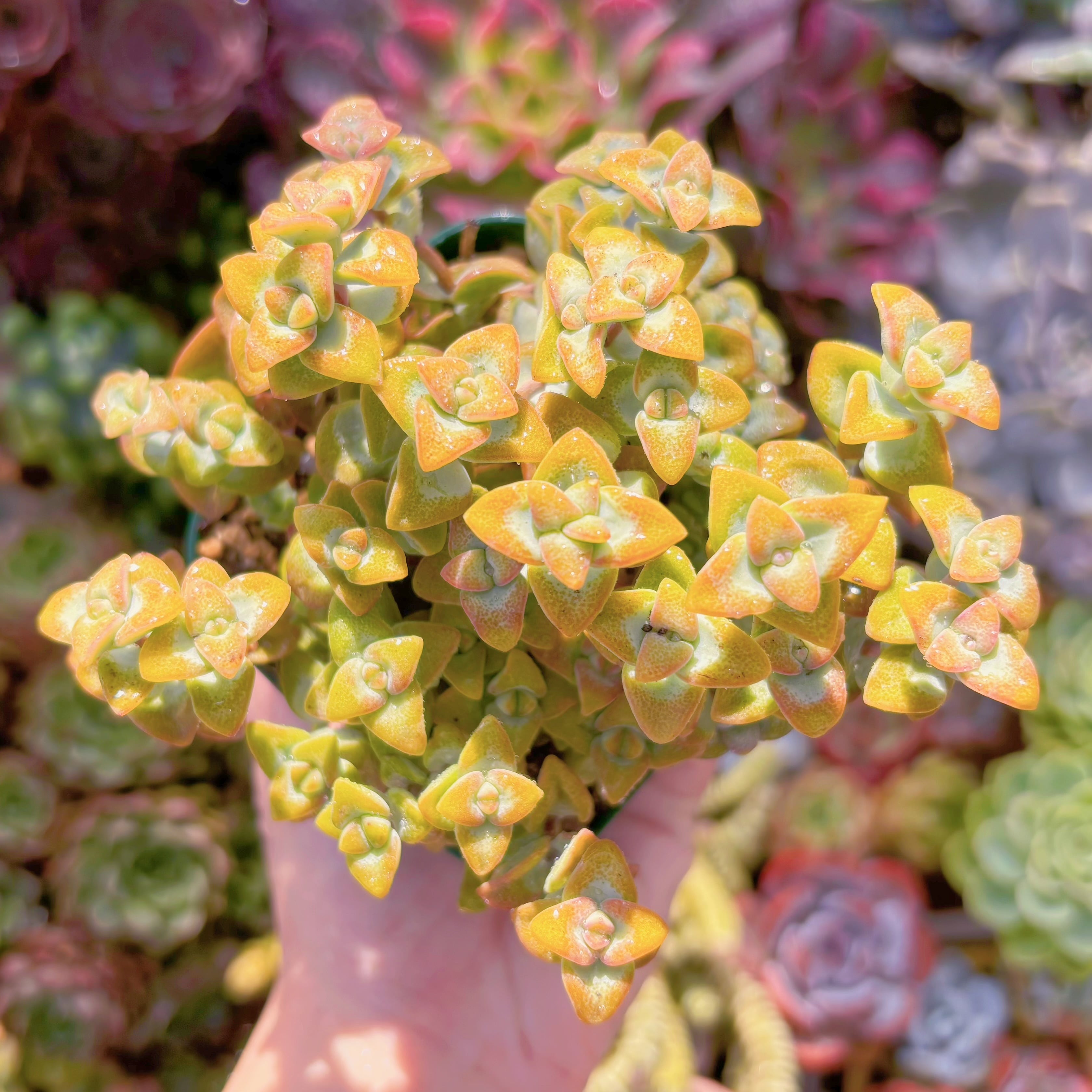 現品　ラブハート#F047　るる農園