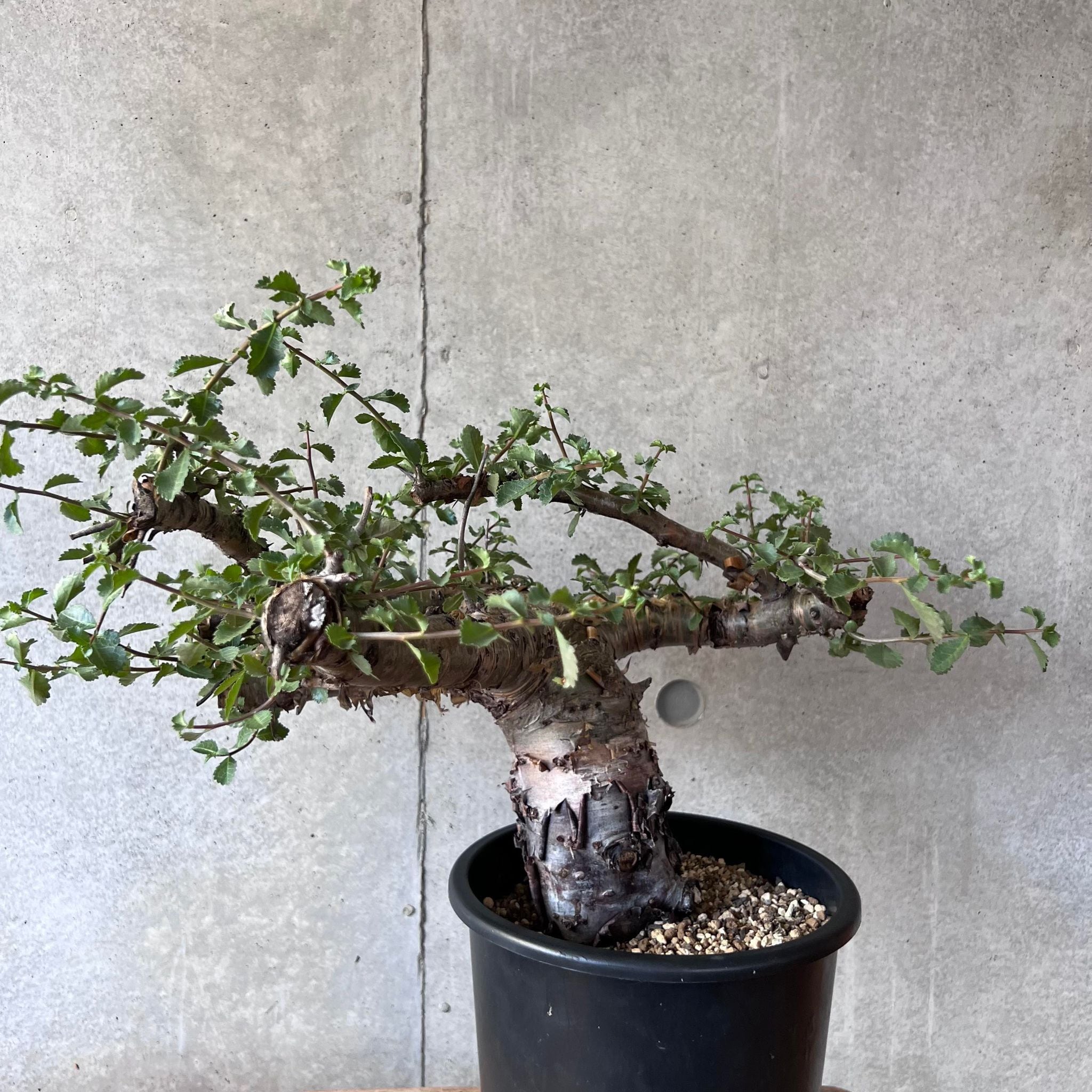 コミフォラ フォリアセア コミフォラ フォリアセア 灌木 発根済み