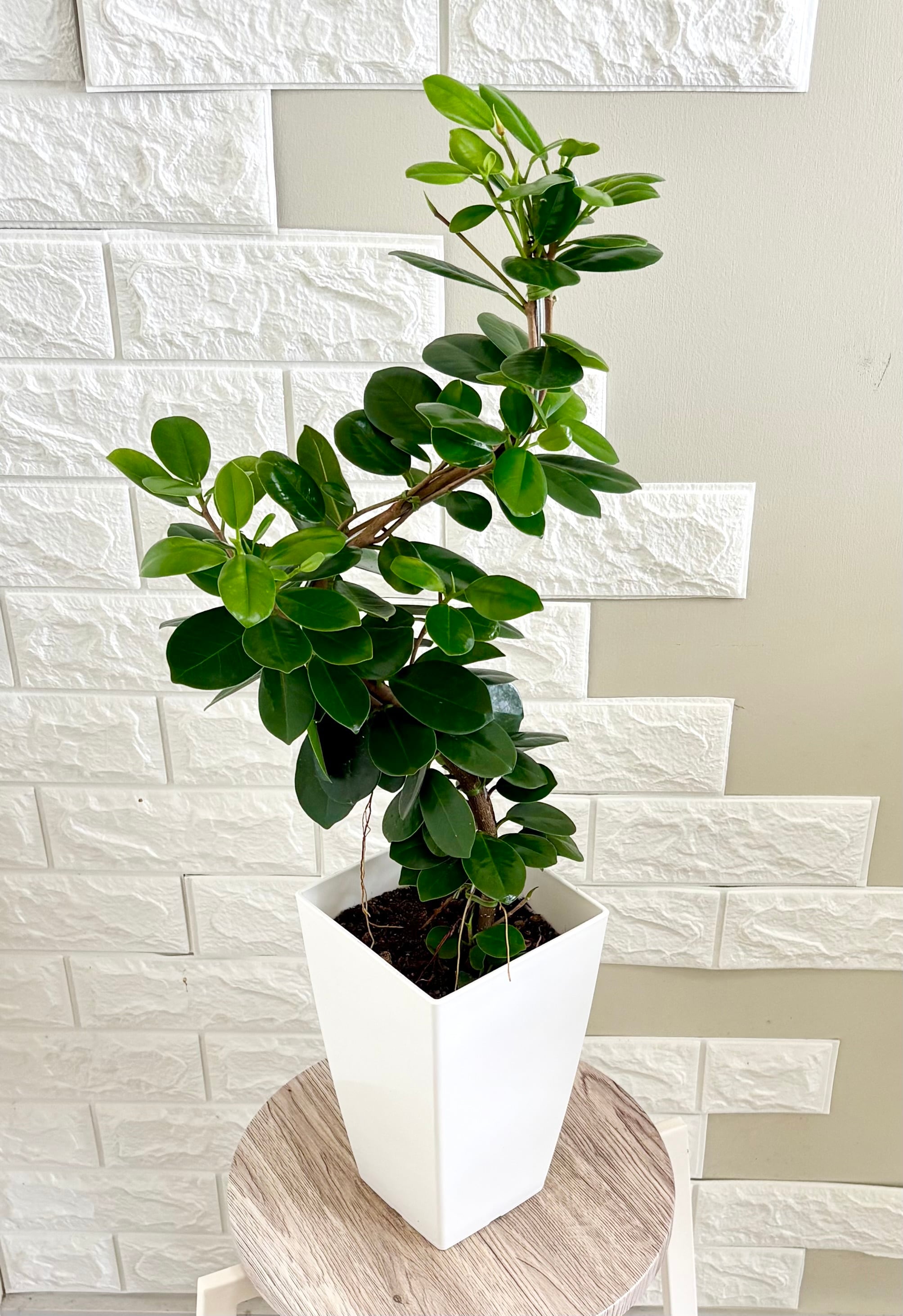 現品】エバーフレッシュ 曲がり樹形 7号鉢 観葉植物 | 観葉植物のお店