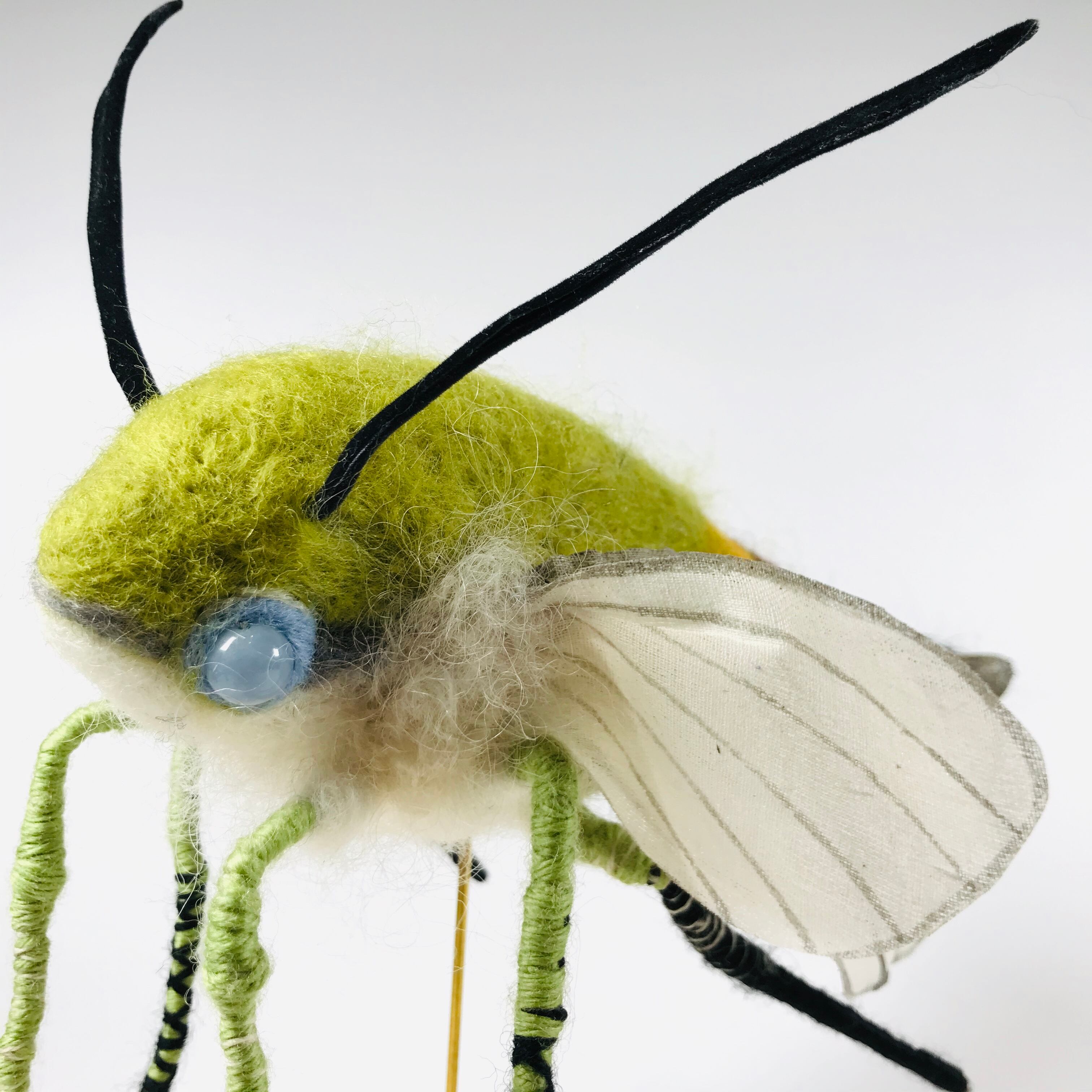 kemonoya 】オオスカシバ | HOW HOUSE