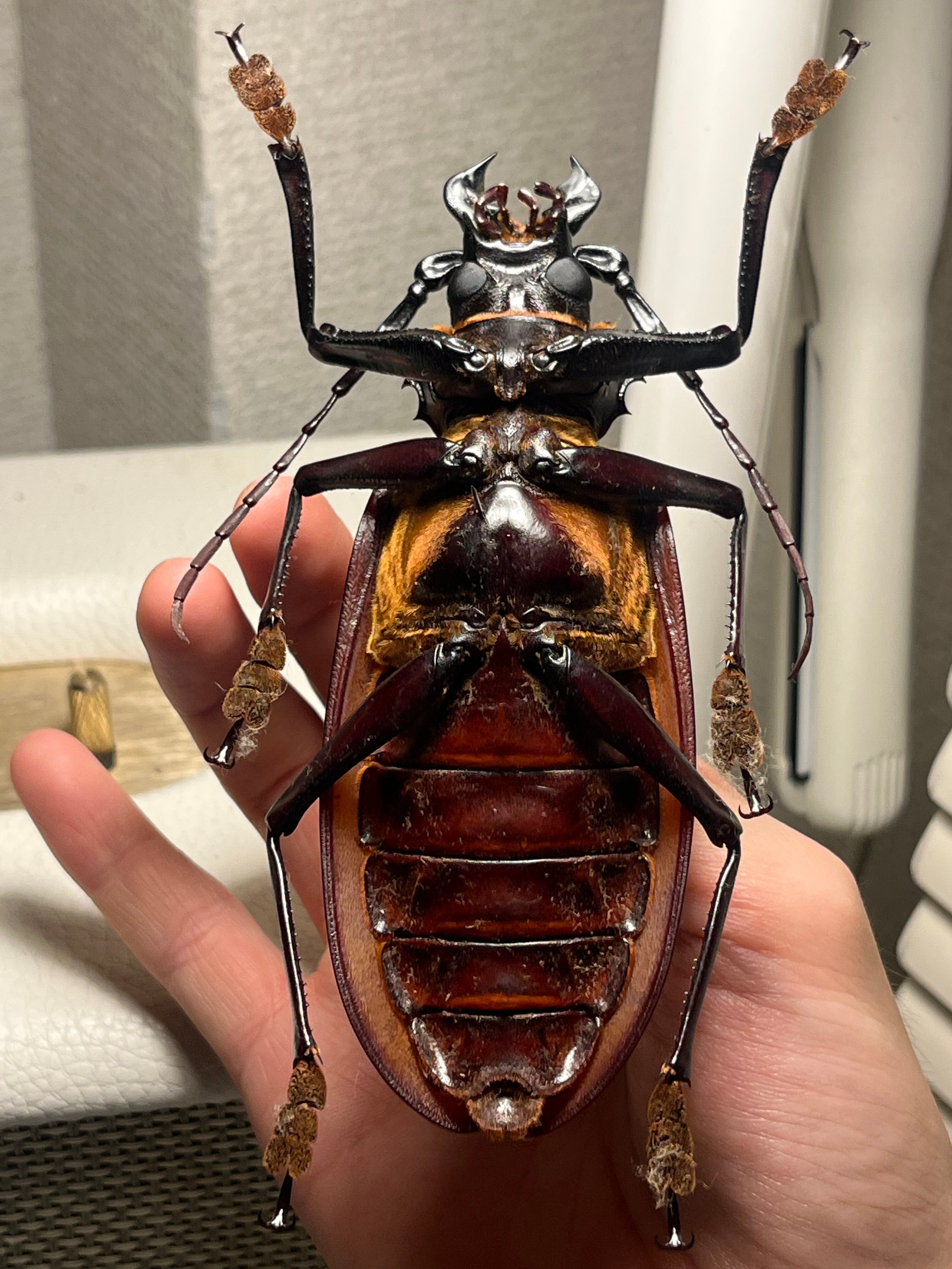 121mm】タイタンオオウスバカミキリ カブトムシクワガタハナムグリ