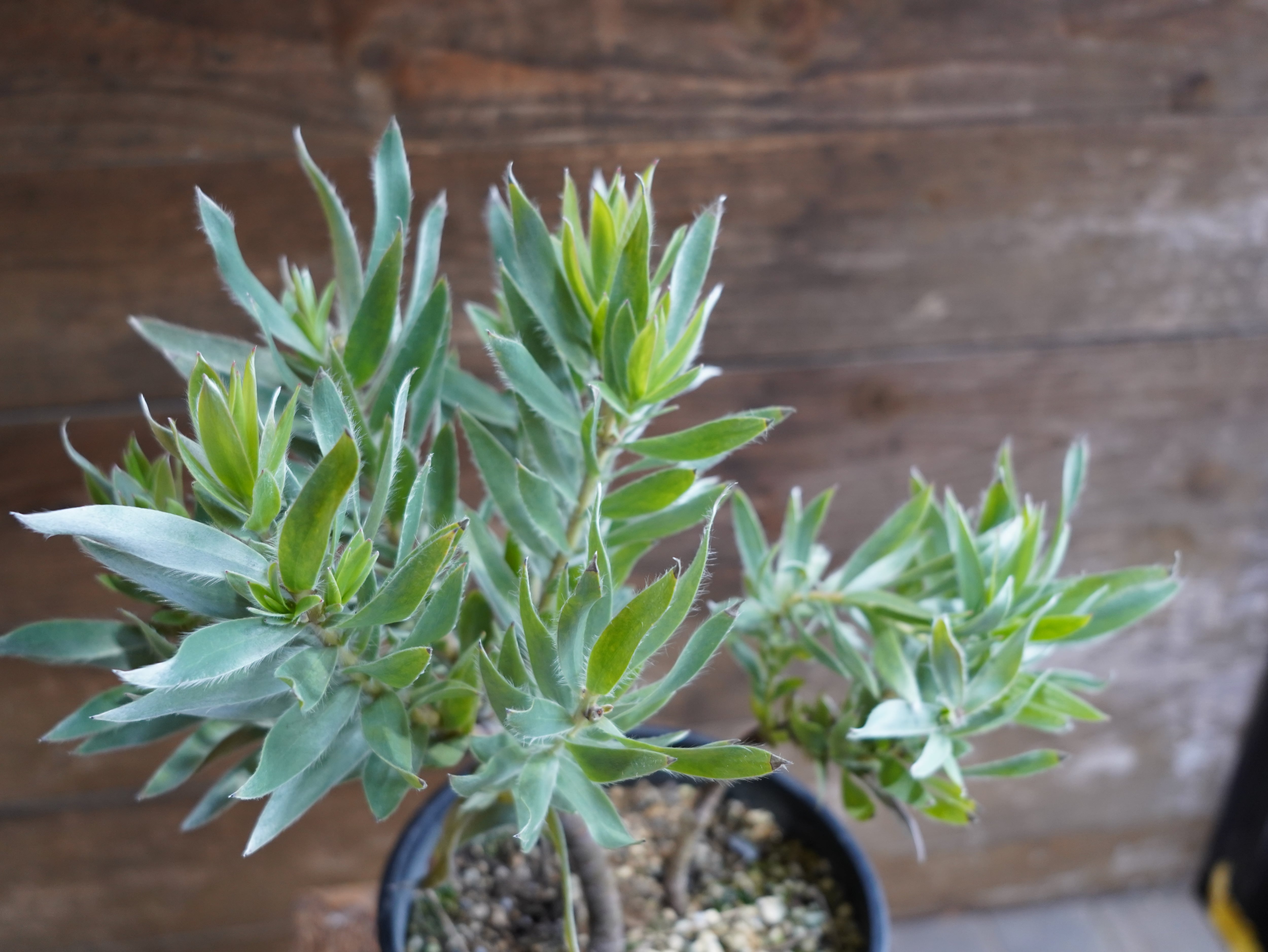 【現物】リューカデンドロン　”シルバーアフリカーナ”　A