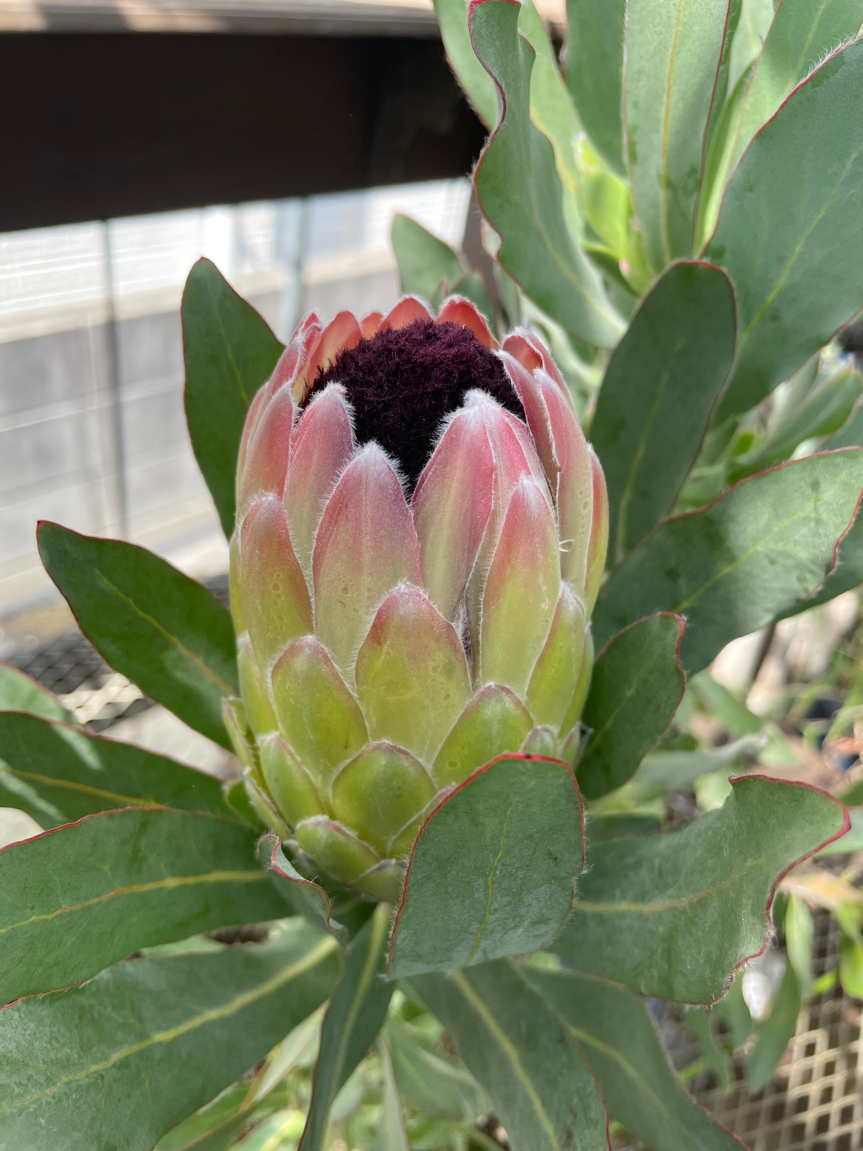 希少 プロテア オーストラリスパッション 挿し木 苗 鉢植え オージー プランツ 希少 プロテア オーストラリスパッション 挿し木 苗 鉢植え