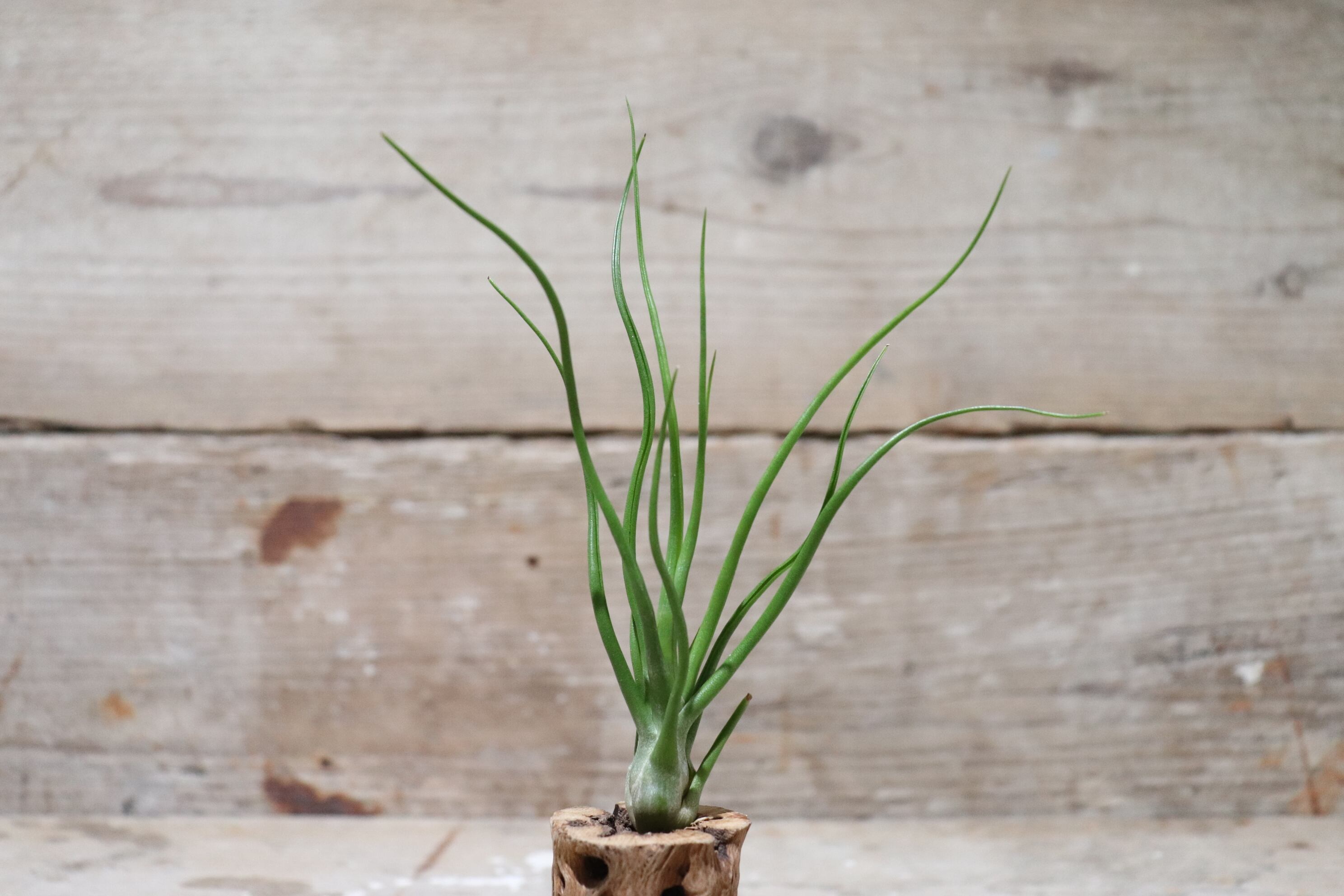 2a5553e4a5802d6e48af72935d39cc