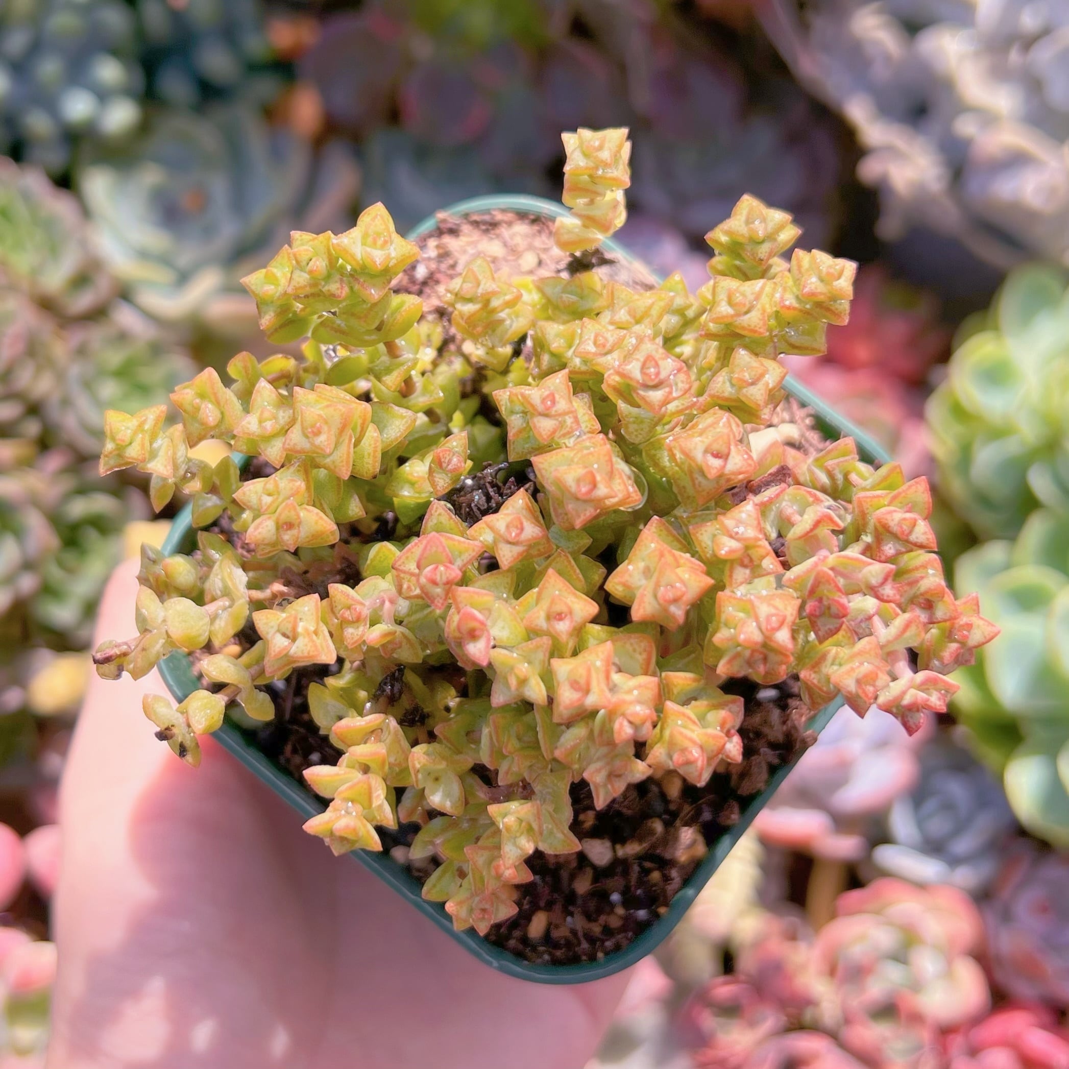 現品　小米星#648　るる農園