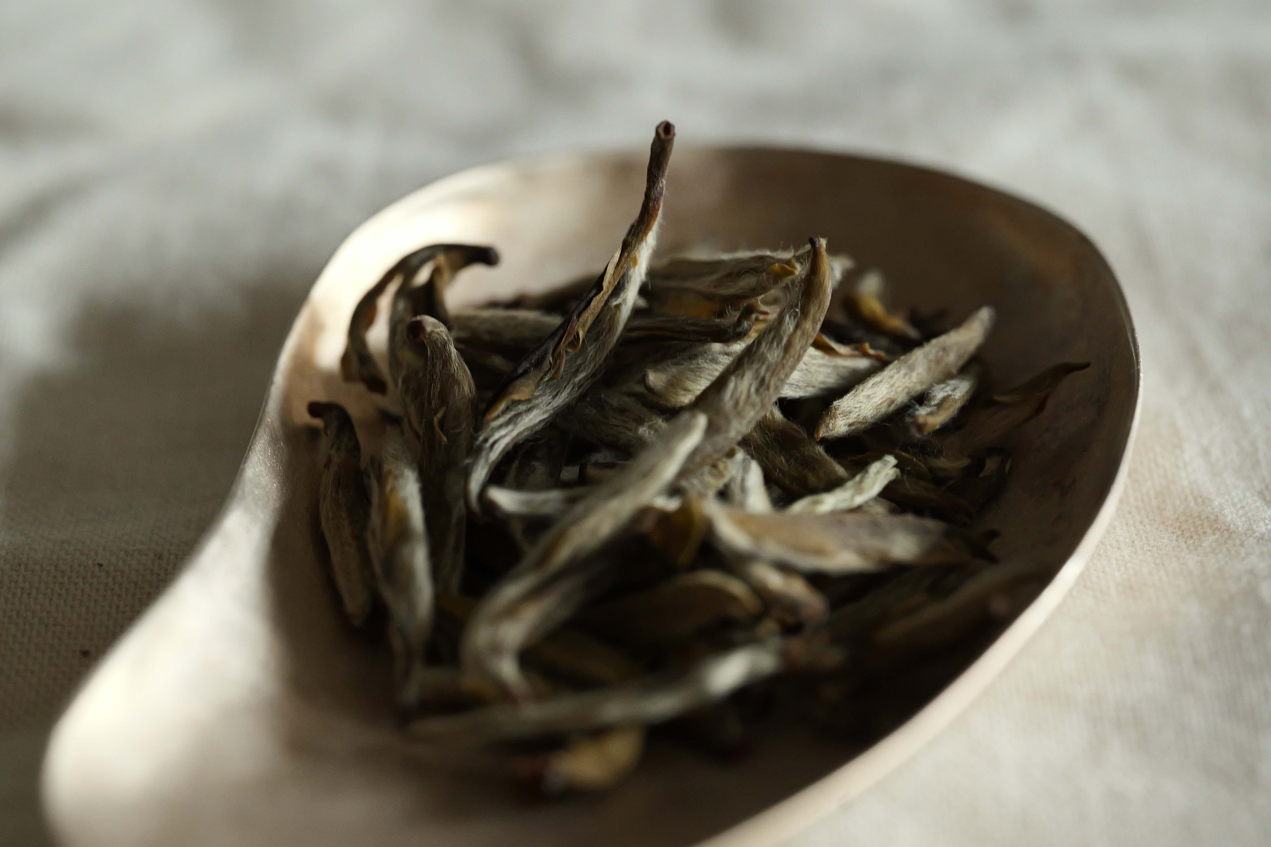 九窨針王・福州産超高級ジャスミン茶 50g (2024年産) | 北白川糕糰店