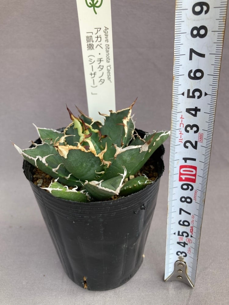 多肉植物 | 日本ライン花木センター