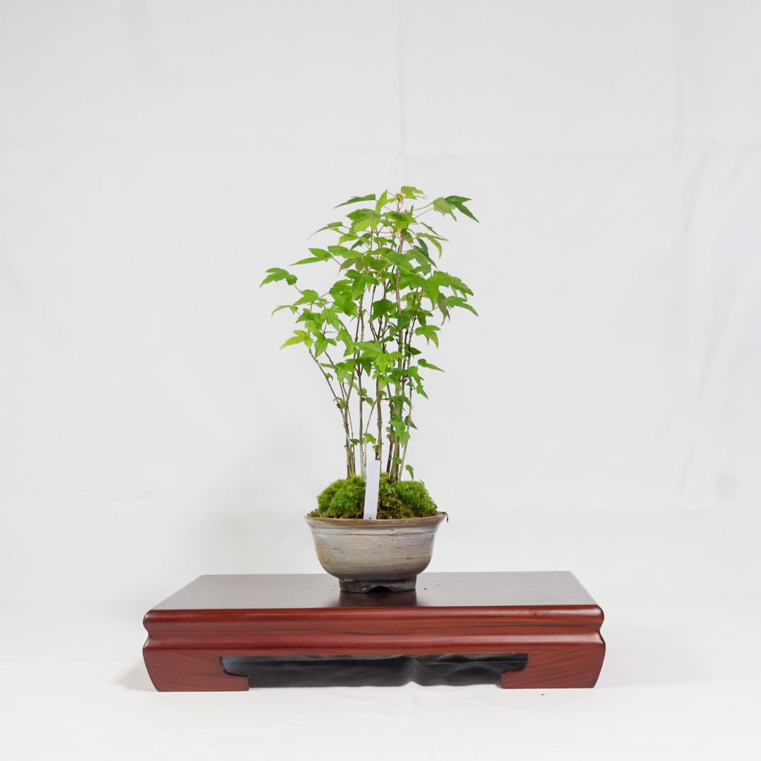唐楓／トウカエデ盆栽（NA-003） | 和の暮らし盆栽店 | 公式オンライン