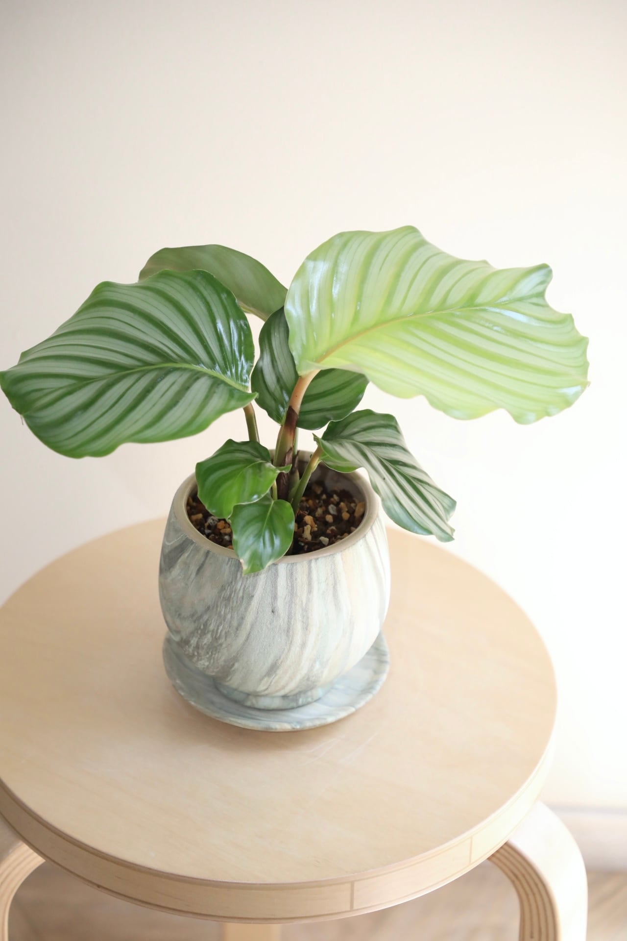 S】カラテア オルビフォリア/Calathea | 【厳選植物・器】MIDORI