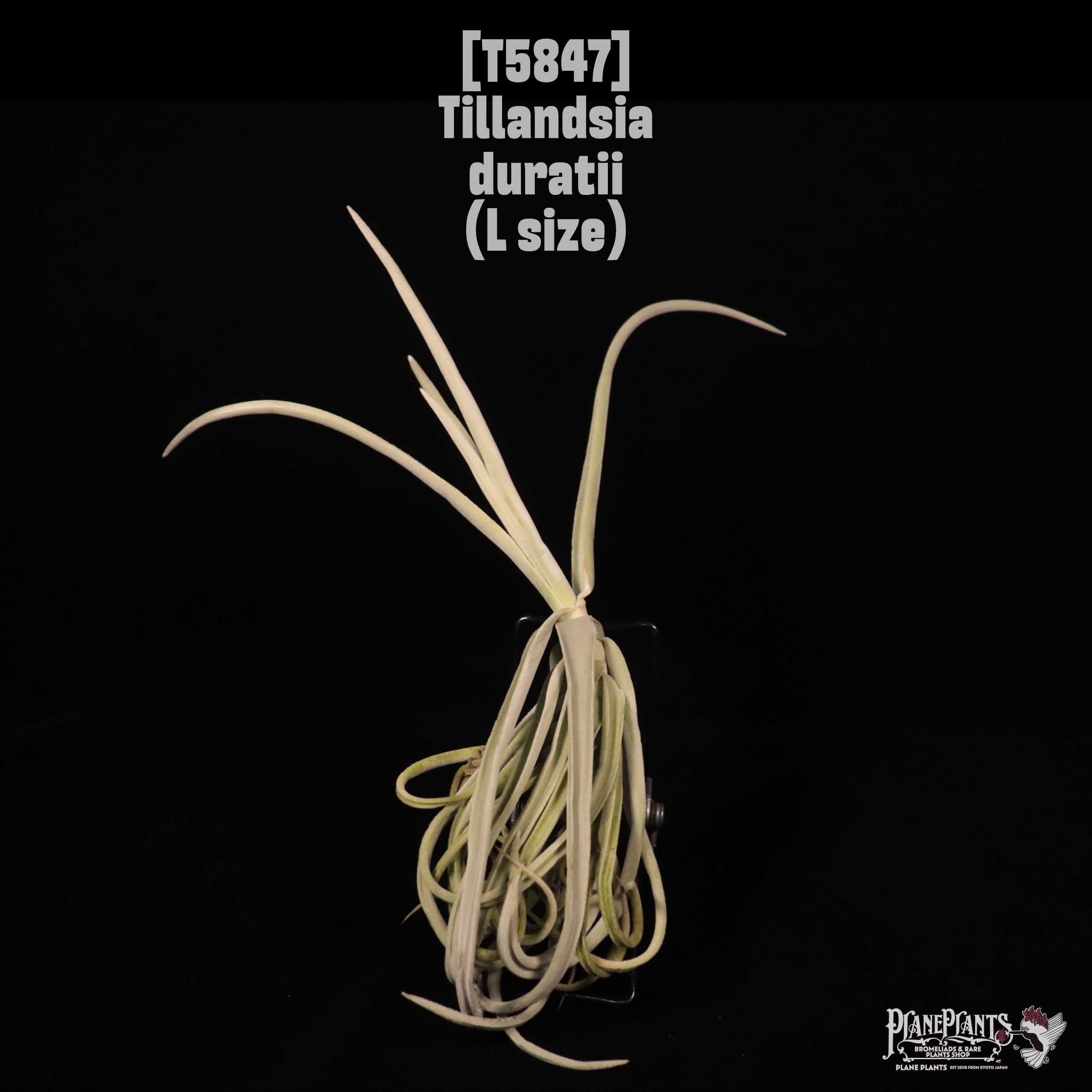 Tillandsia duratii L〔ティランジア〕T5847