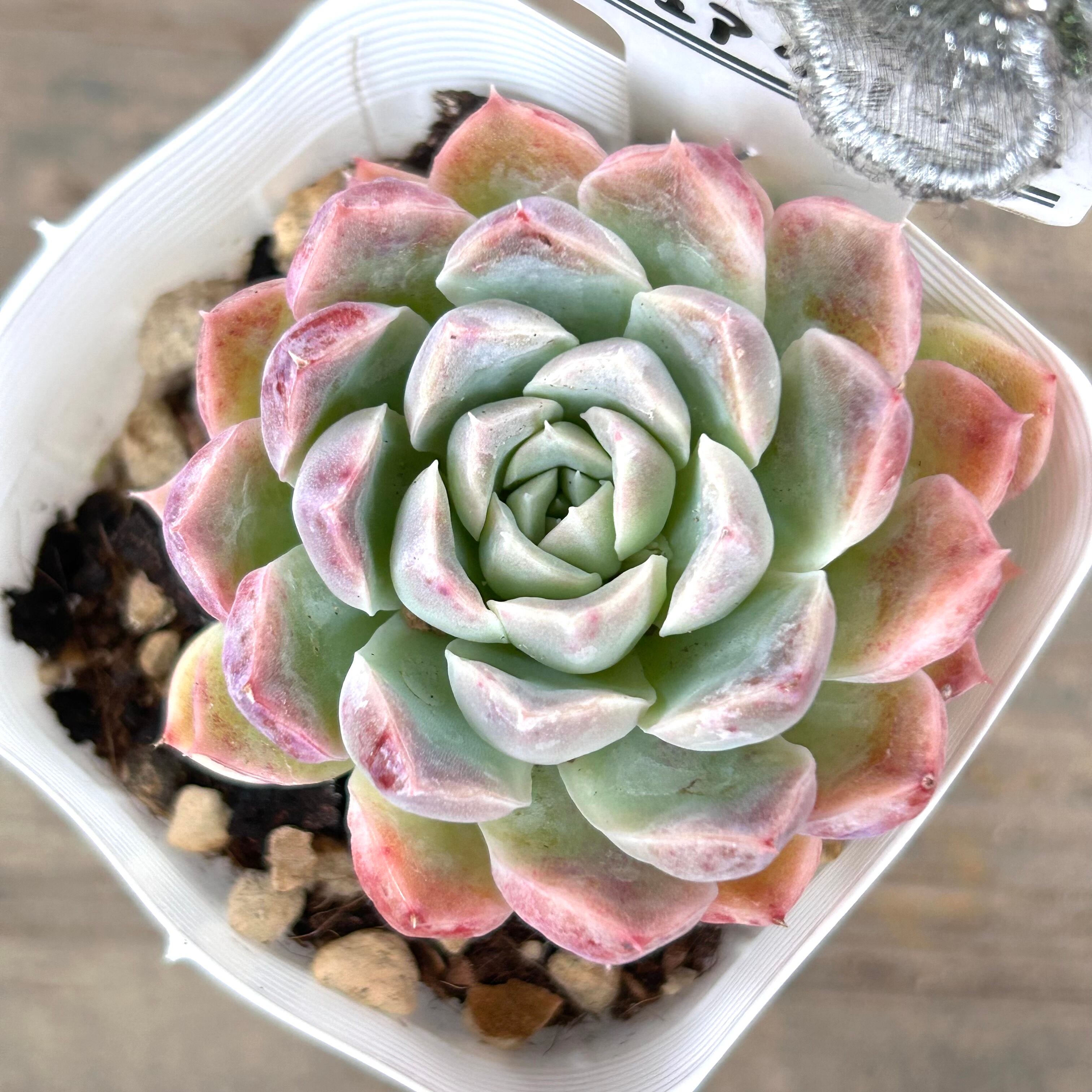 ピュアクリーミー | RuPo 多肉植物専門店