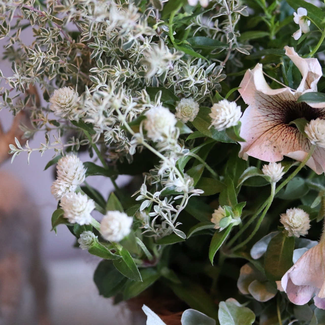 寄せ植え　ペチュニアロイヤルミルクティの寄せ植え｜届いてすぐ飾れる完成品｜玄関にオススメ｜新築・開店祝いギフト｜モンディマンシェ